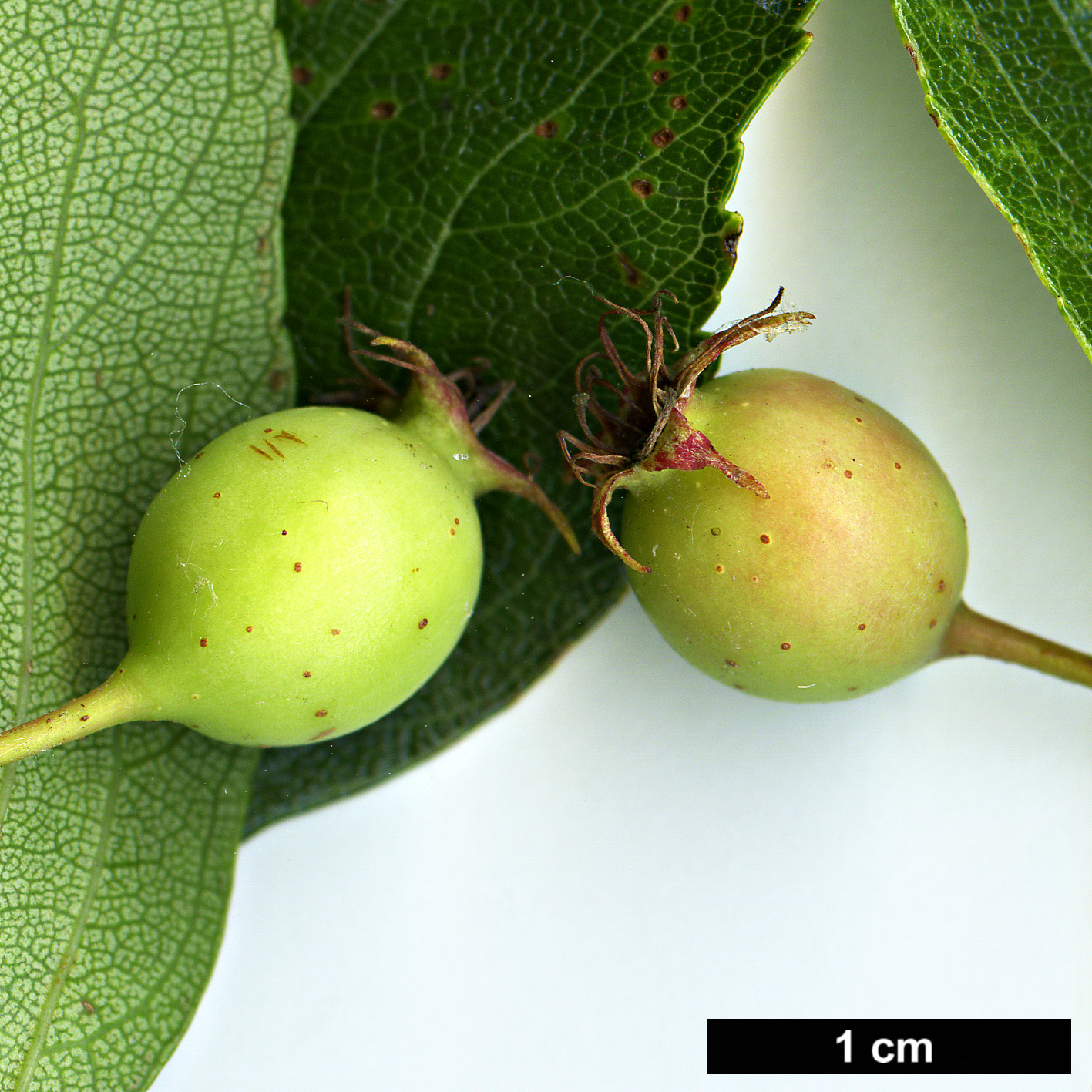 High resolution image: Family: Rosaceae - Genus: Crataegus - Taxon: crus-galli