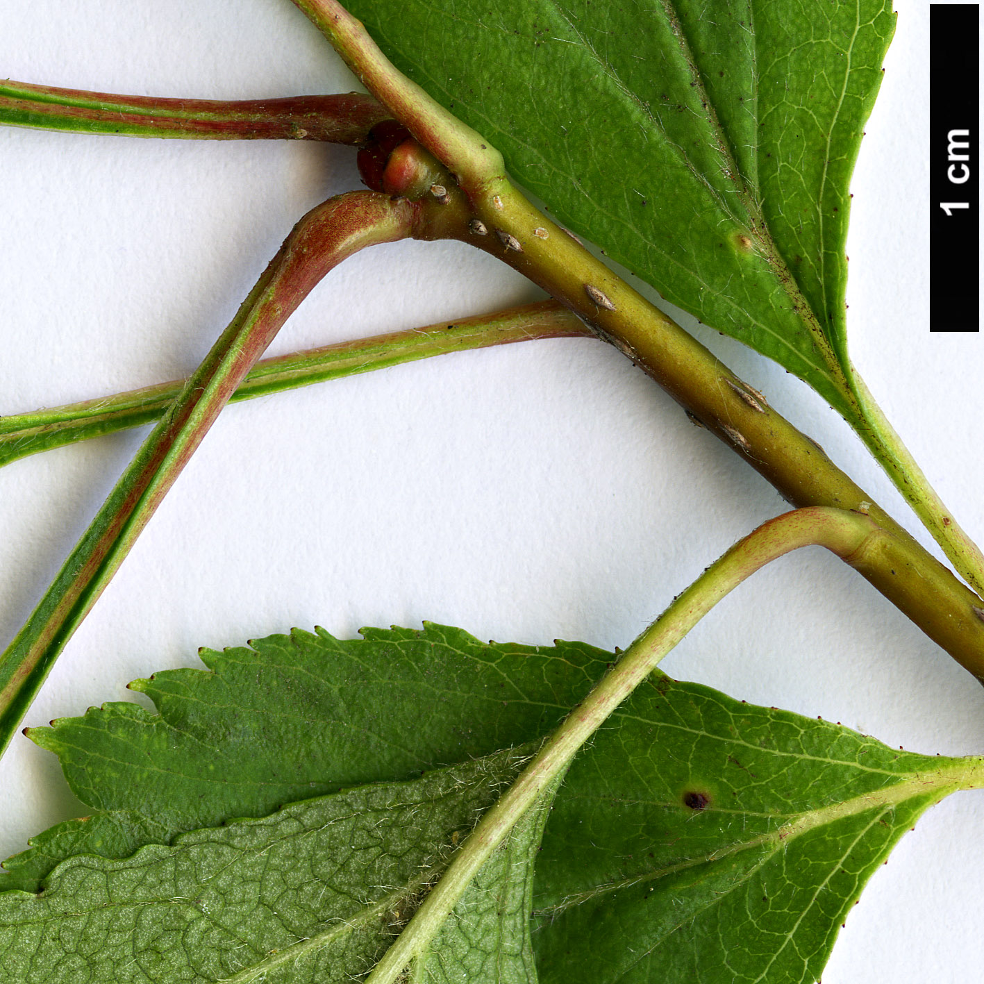 High resolution image: Family: Rosaceae - Genus: Crataegus - Taxon: cupressocollina