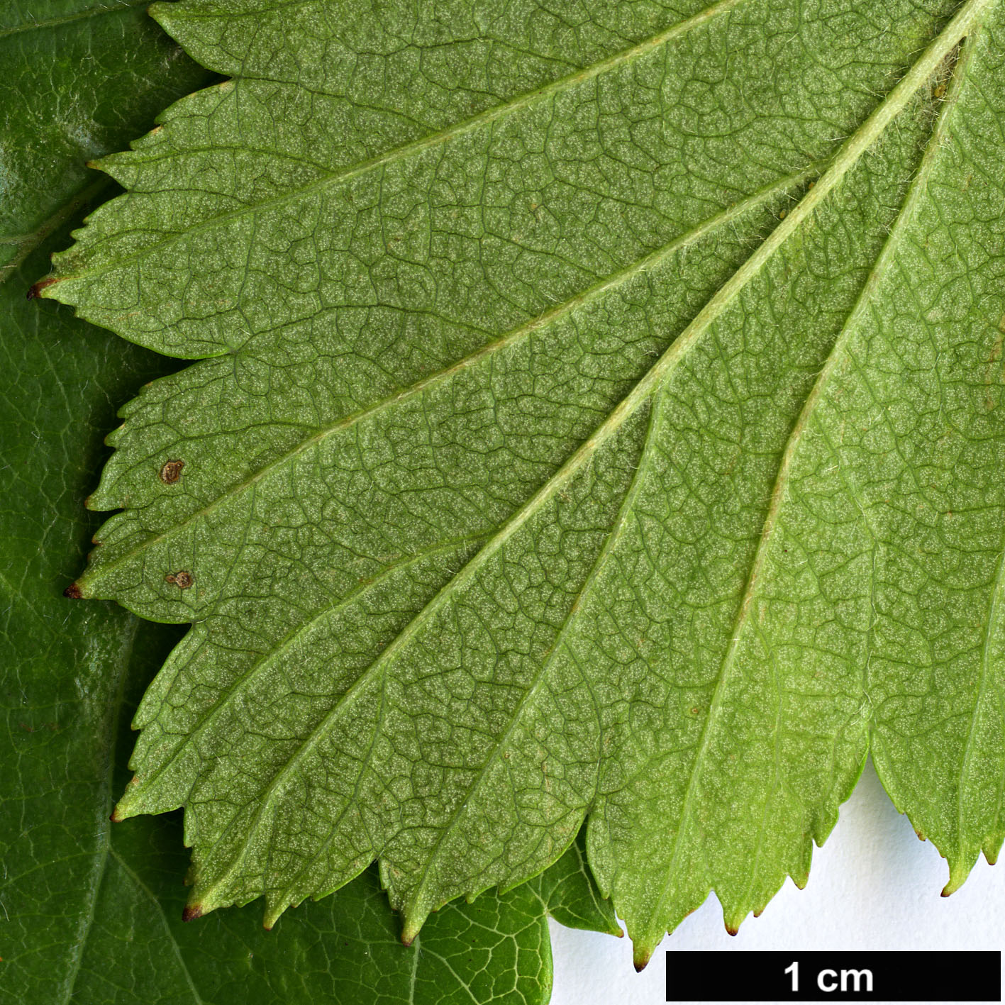High resolution image: Family: Rosaceae - Genus: Crataegus - Taxon: cupressocollina