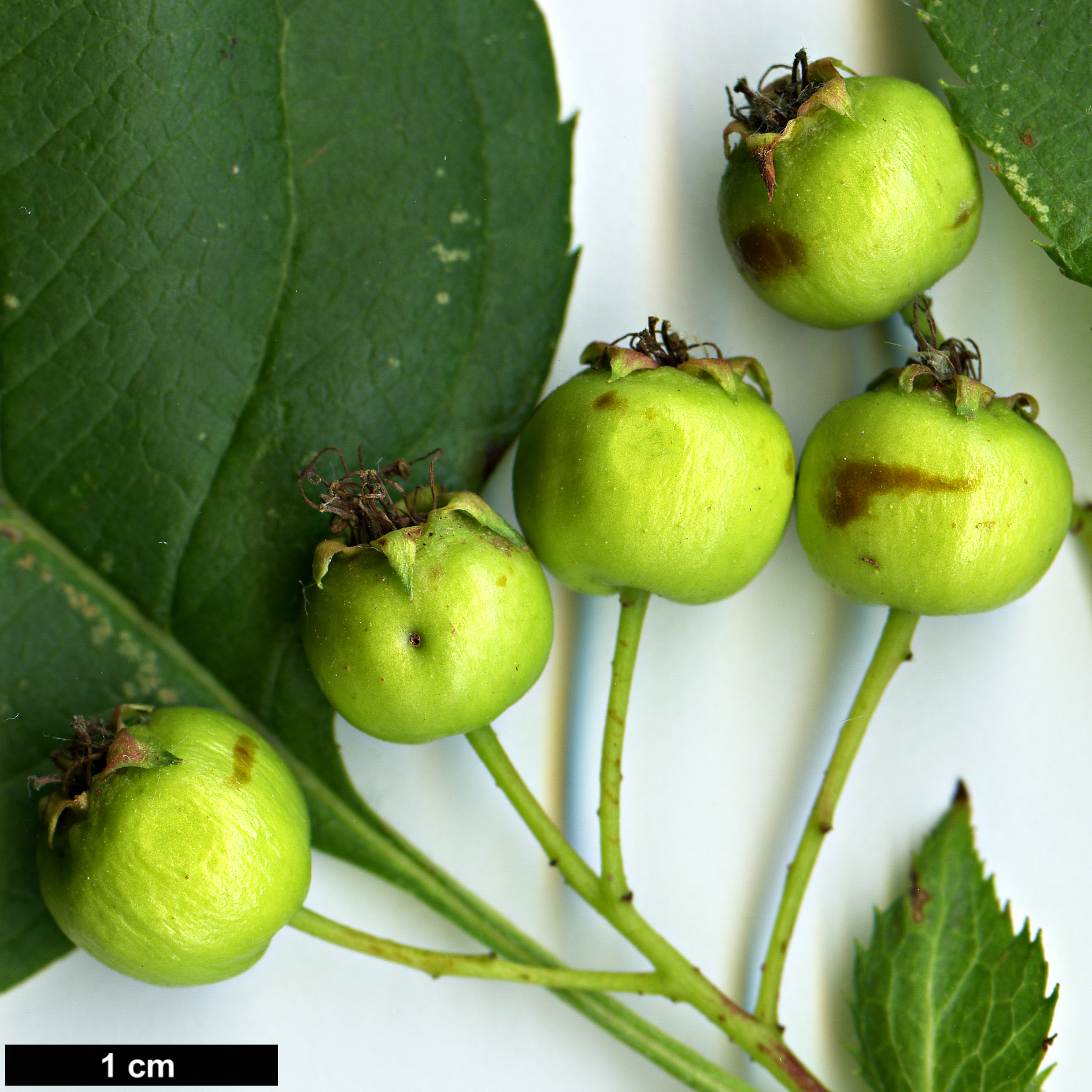 High resolution image: Family: Rosaceae - Genus: Crataegus - Taxon: dahurica