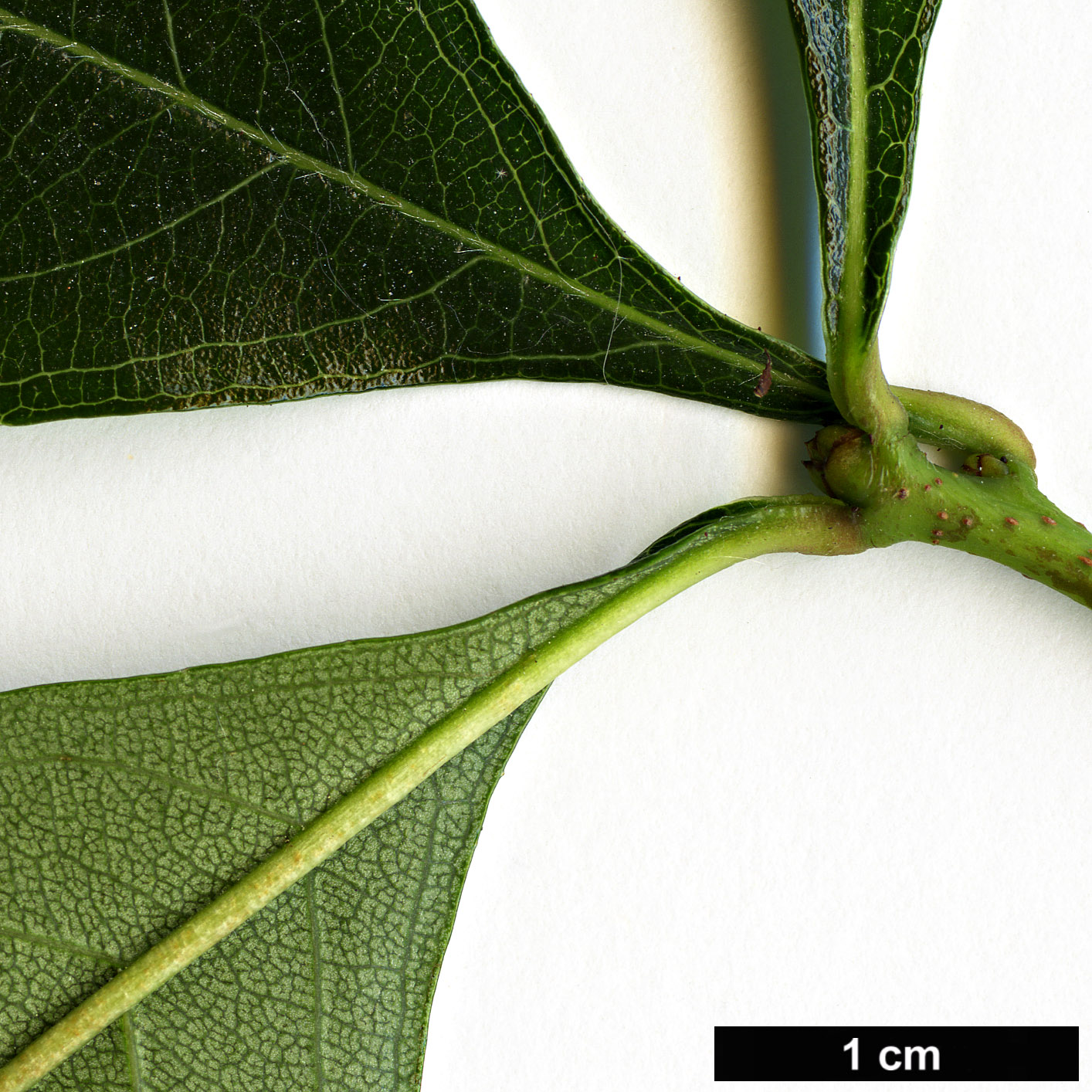 High resolution image: Family: Rosaceae - Genus: Crataegus - Taxon: dodgei