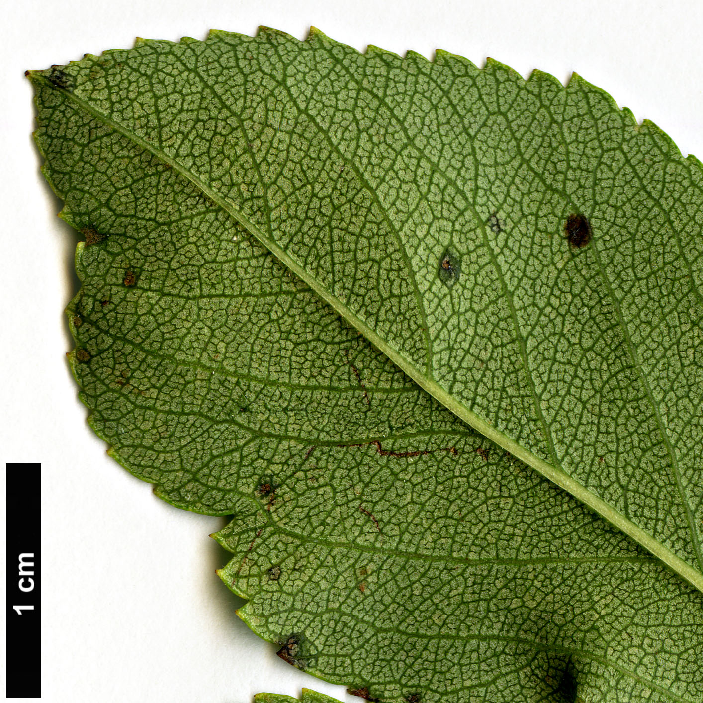 High resolution image: Family: Rosaceae - Genus: Crataegus - Taxon: dodgei