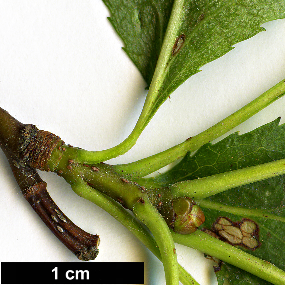 High resolution image: Family: Rosaceae - Genus: Crataegus - Taxon: douglassii