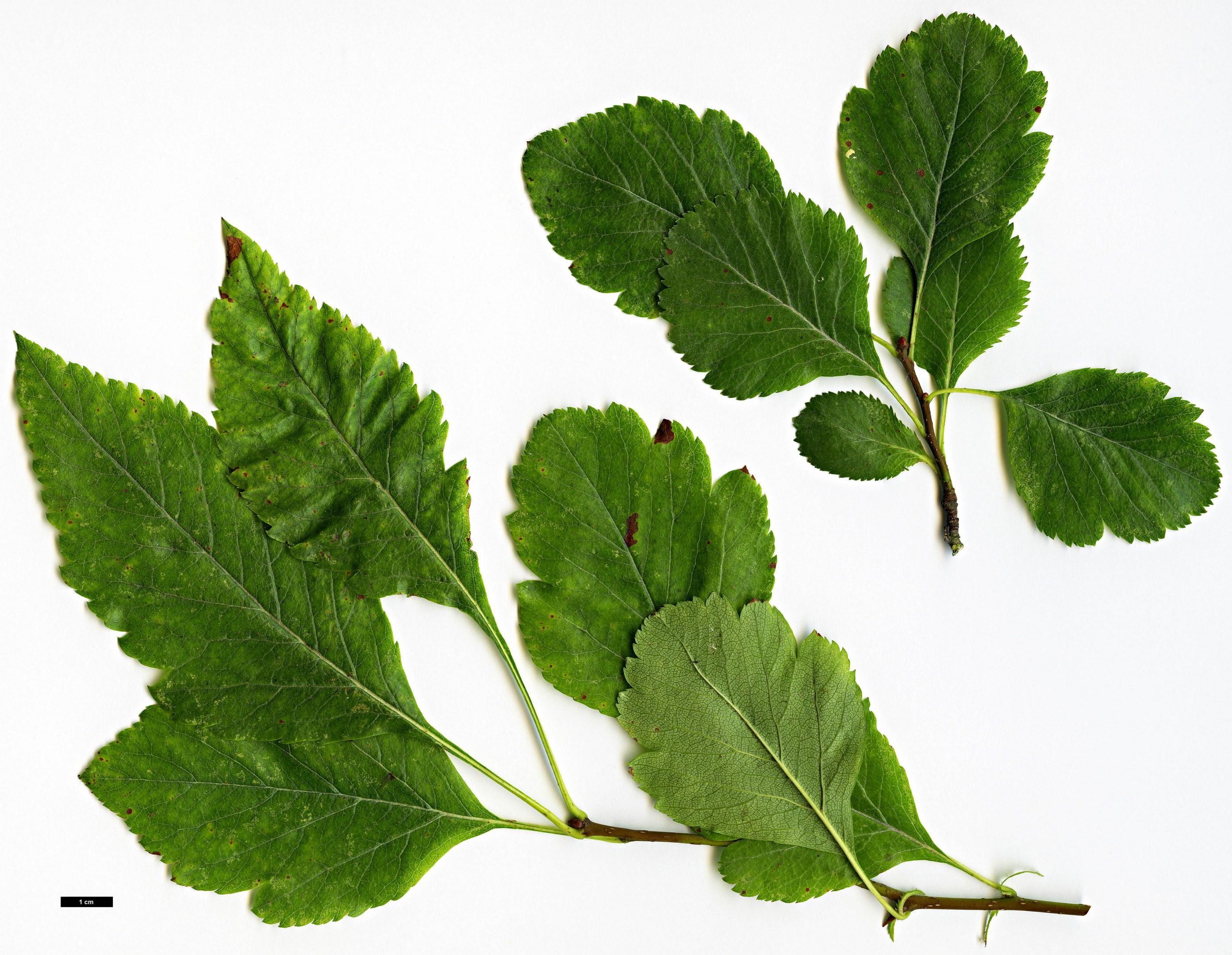 High resolution image: Family: Rosaceae - Genus: Crataegus - Taxon: douglassii