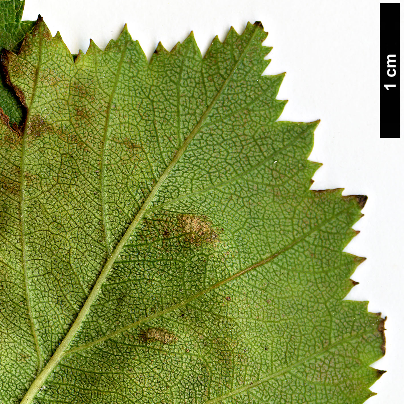 High resolution image: Family: Rosaceae - Genus: Crataegus - Taxon: durobrivensis