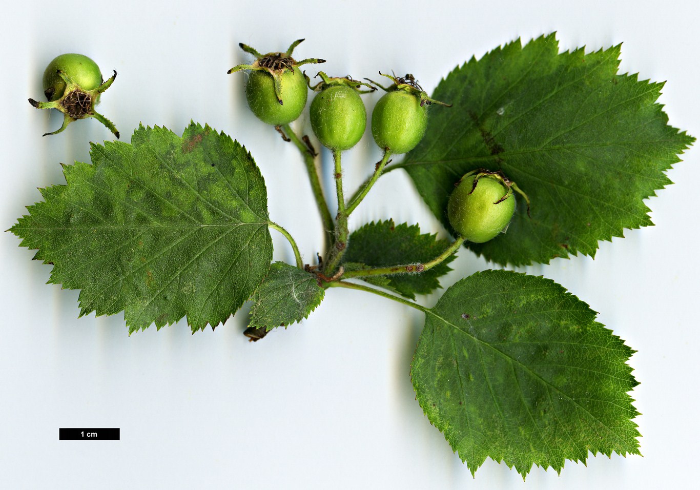 High resolution image: Family: Rosaceae - Genus: Crataegus - Taxon: durobrivensis