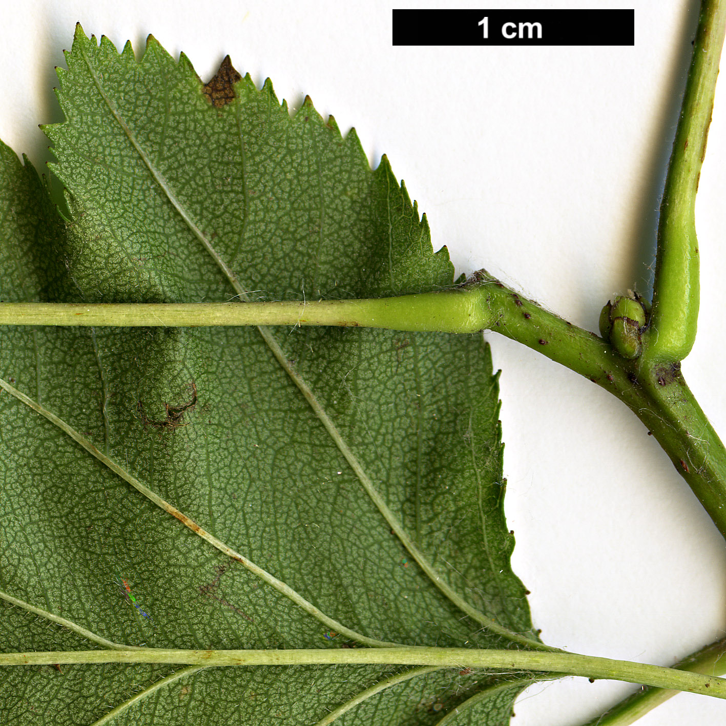 High resolution image: Family: Rosaceae - Genus: Crataegus - Taxon: ellwangeriana