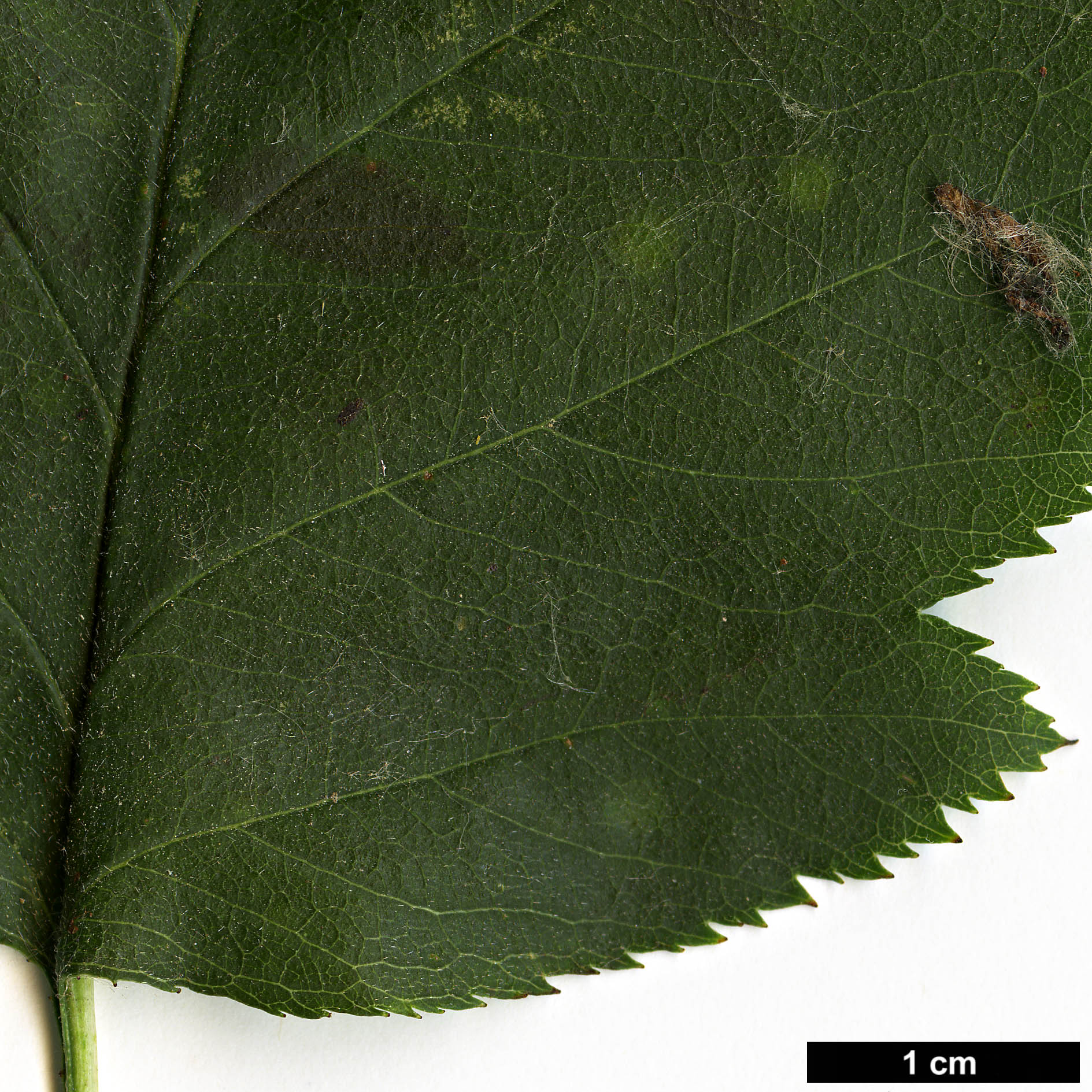 High resolution image: Family: Rosaceae - Genus: Crataegus - Taxon: ellwangeriana