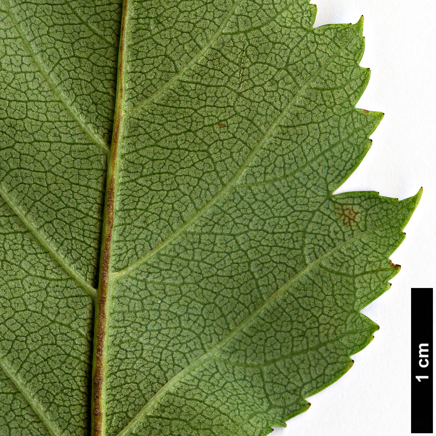 High resolution image: Family: Rosaceae - Genus: Crataegus - Taxon: erythropoda