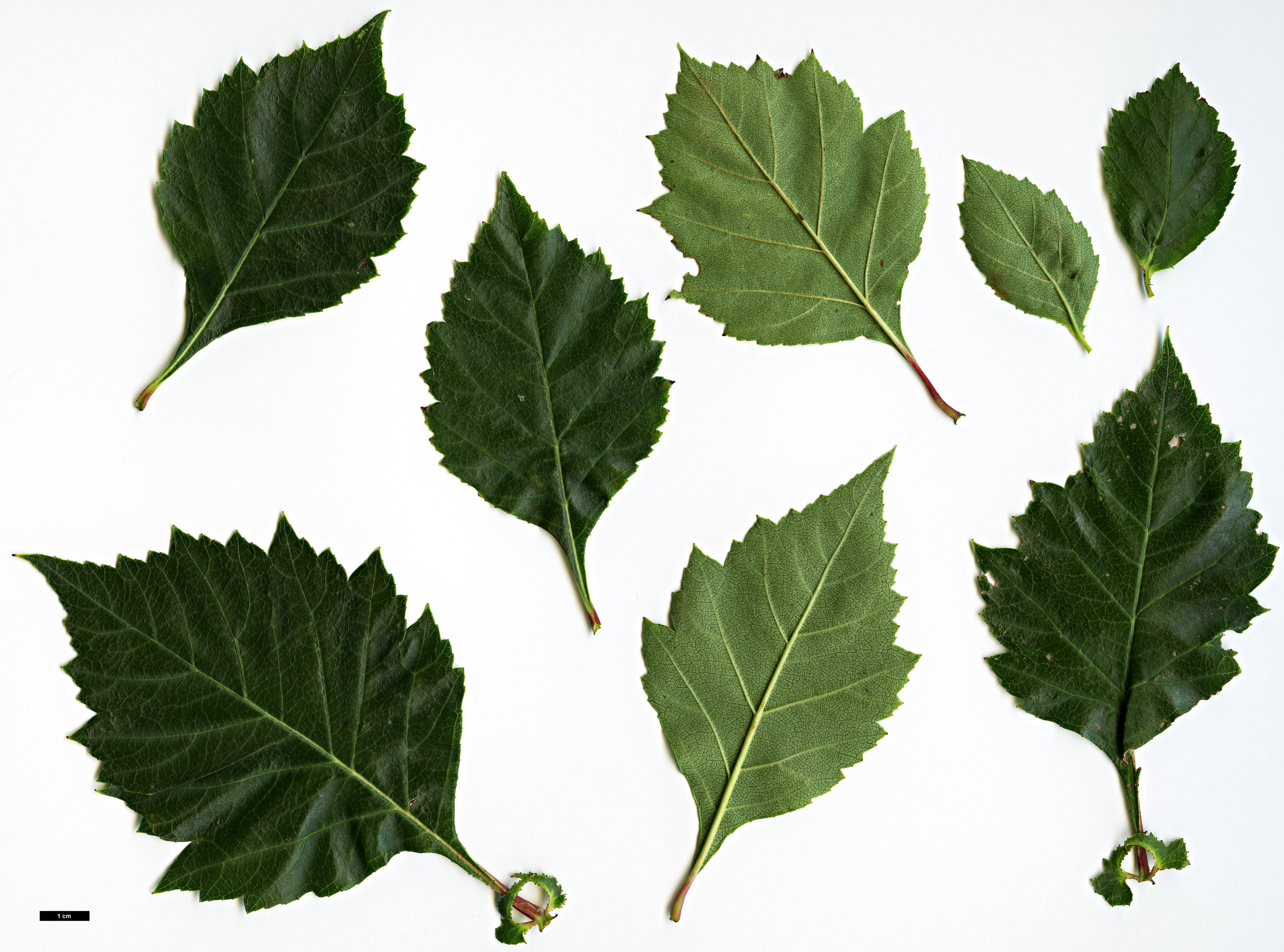 High resolution image: Family: Rosaceae - Genus: Crataegus - Taxon: erythropoda