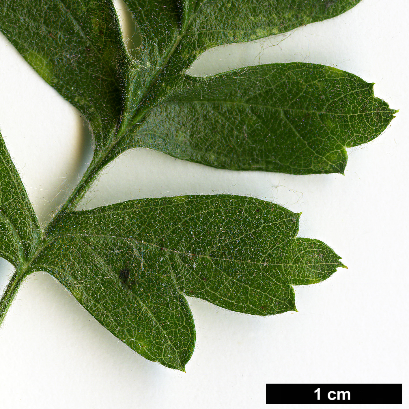 High resolution image: Family: Rosaceae - Genus: Crataegus - Taxon: heldreichii