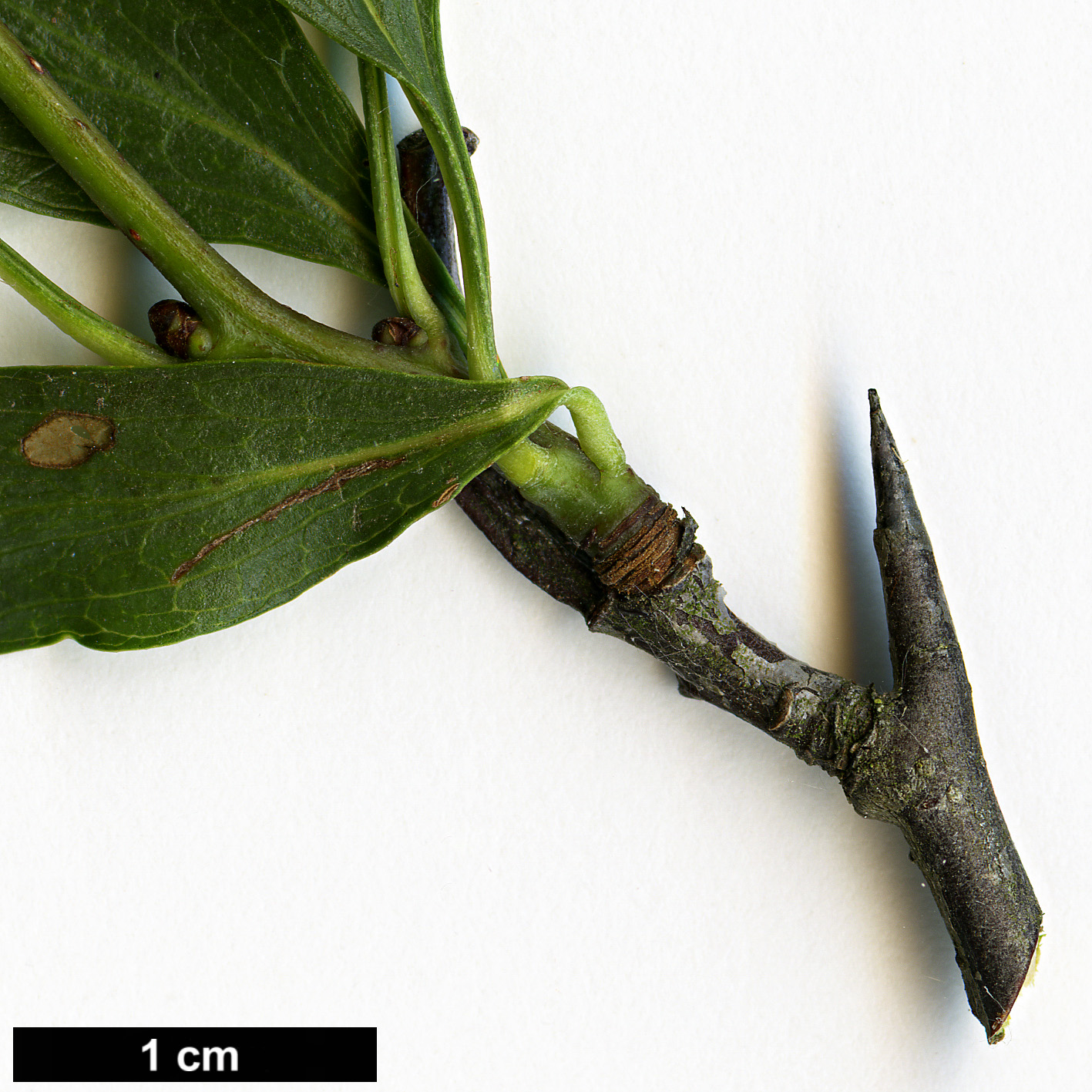 High resolution image: Family: Rosaceae - Genus: Crataegus - Taxon: hissarica