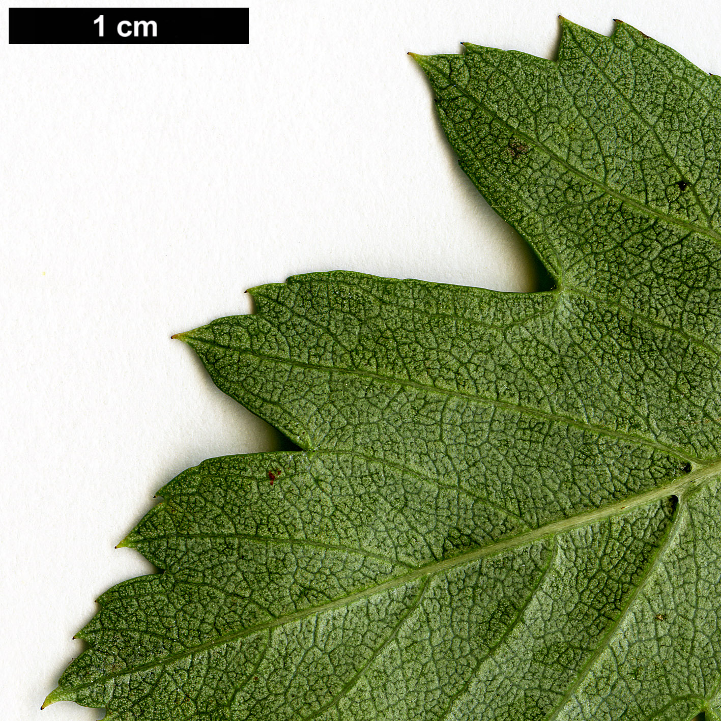 High resolution image: Family: Rosaceae - Genus: Crataegus - Taxon: hissarica