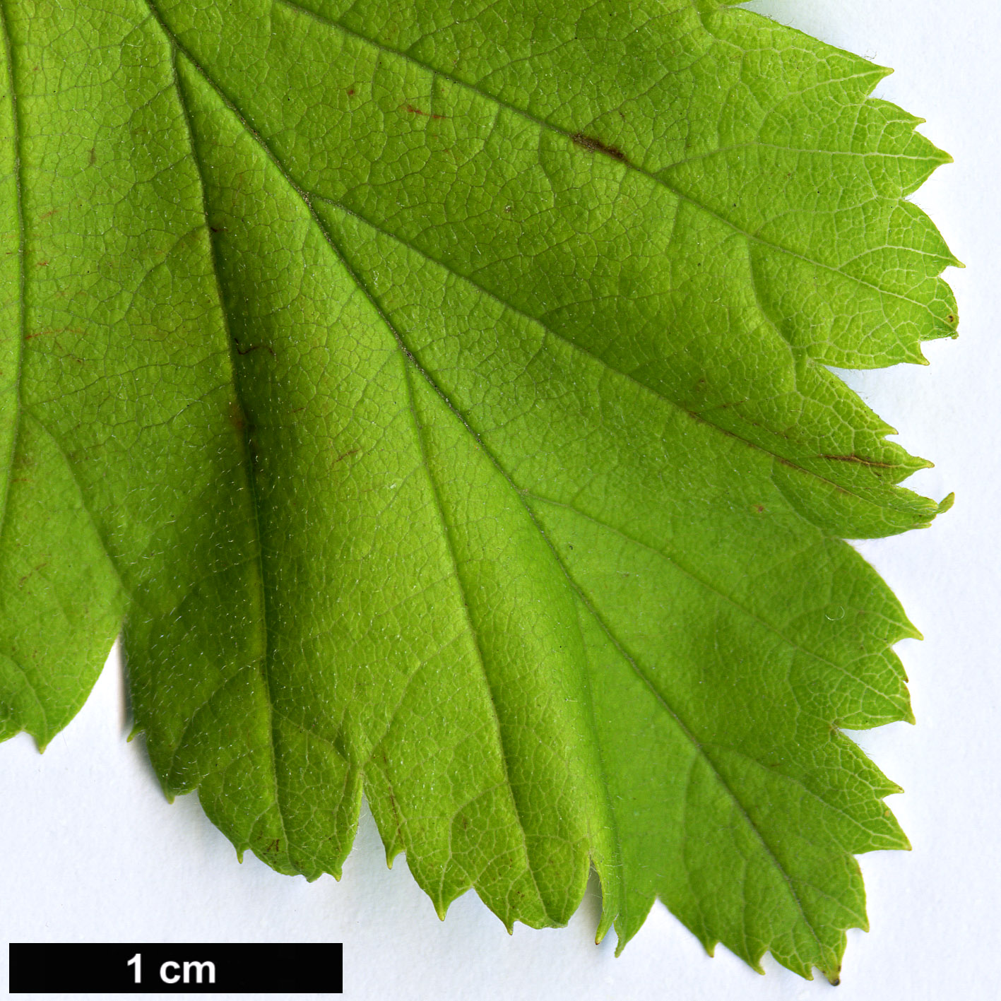 High resolution image: Family: Rosaceae - Genus: Crataegus - Taxon: induta