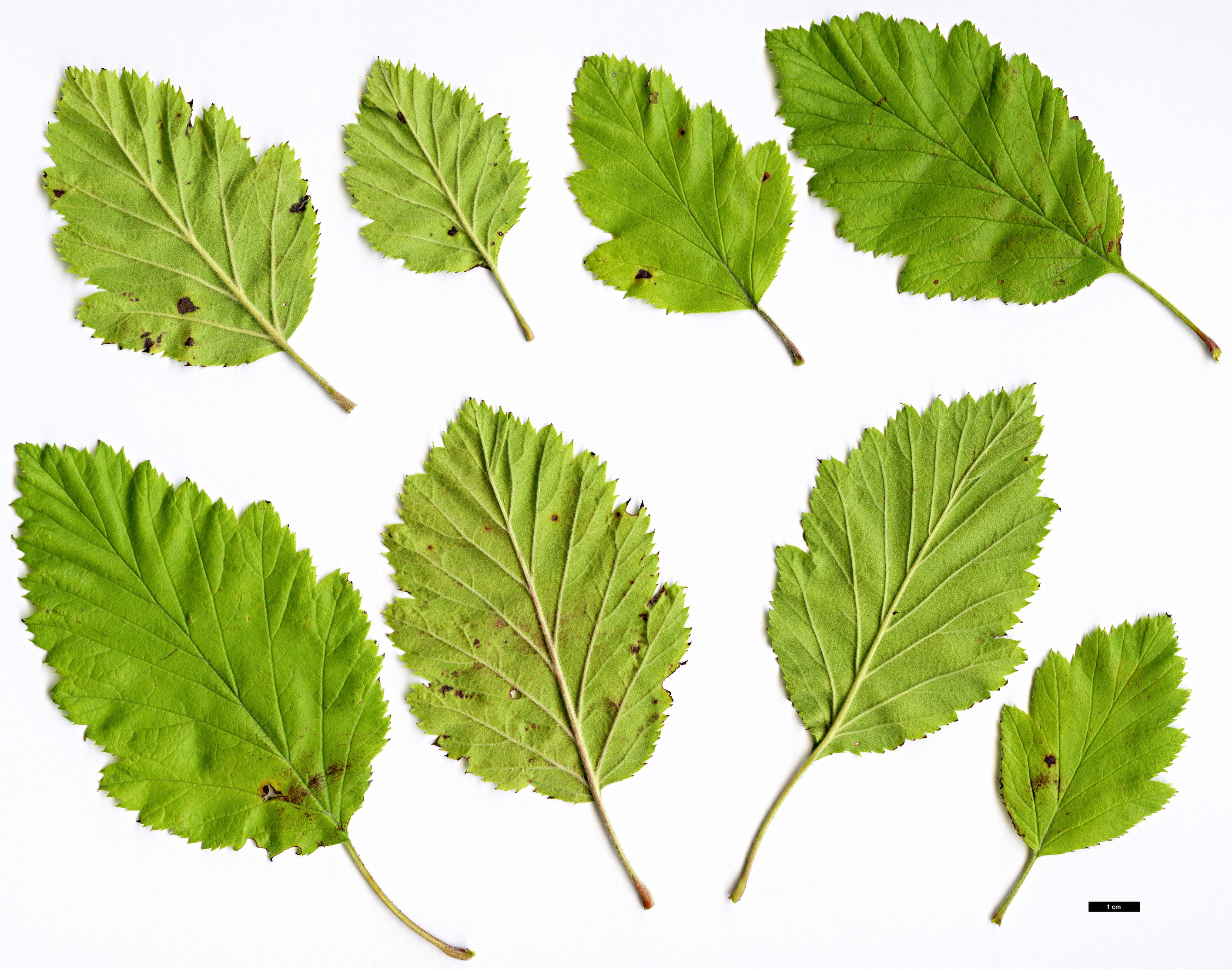 High resolution image: Family: Rosaceae - Genus: Crataegus - Taxon: induta
