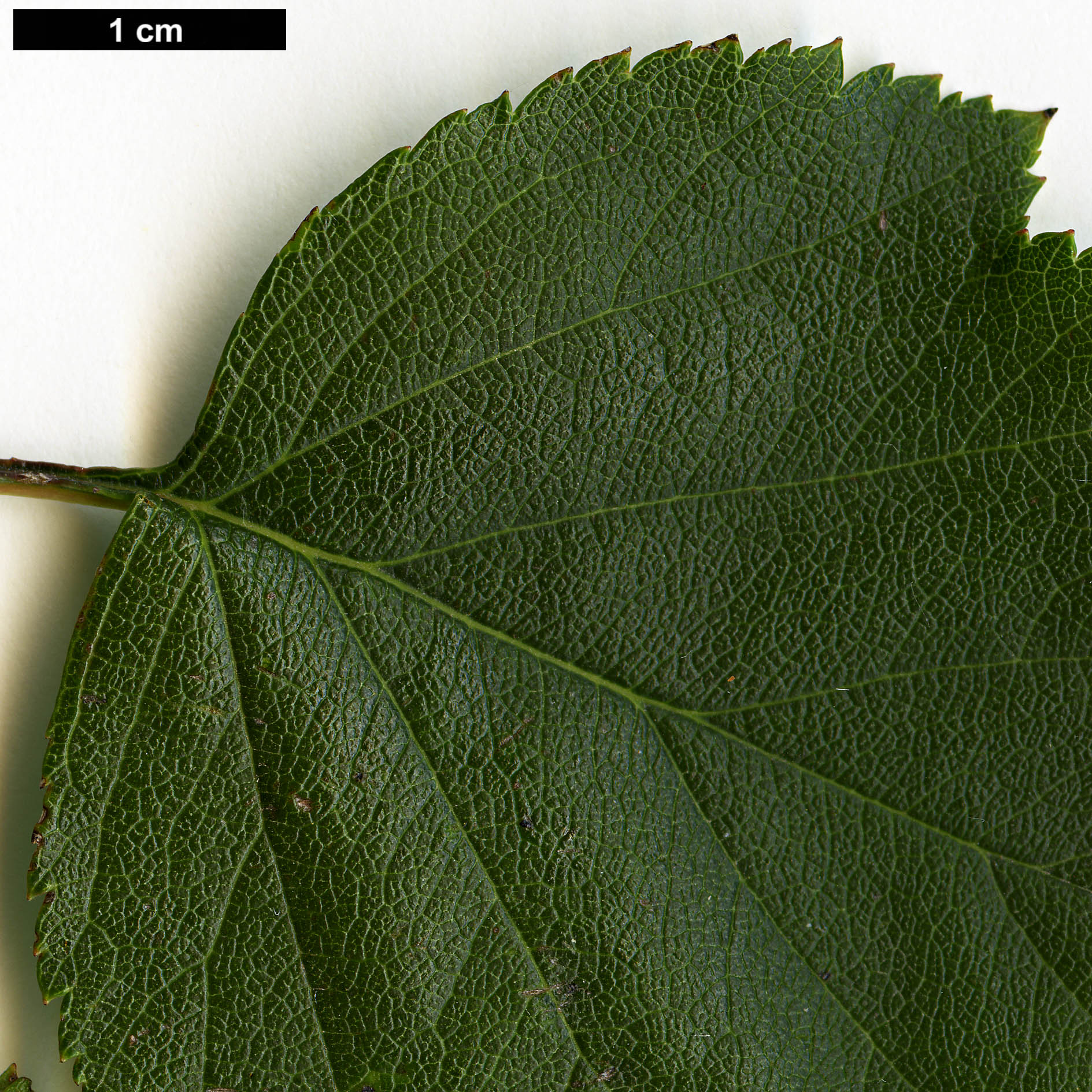 High resolution image: Family: Rosaceae - Genus: Crataegus - Taxon: iracunda