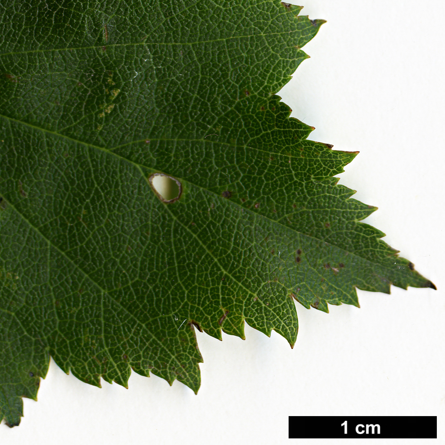 High resolution image: Family: Rosaceae - Genus: Crataegus - Taxon: iracunda