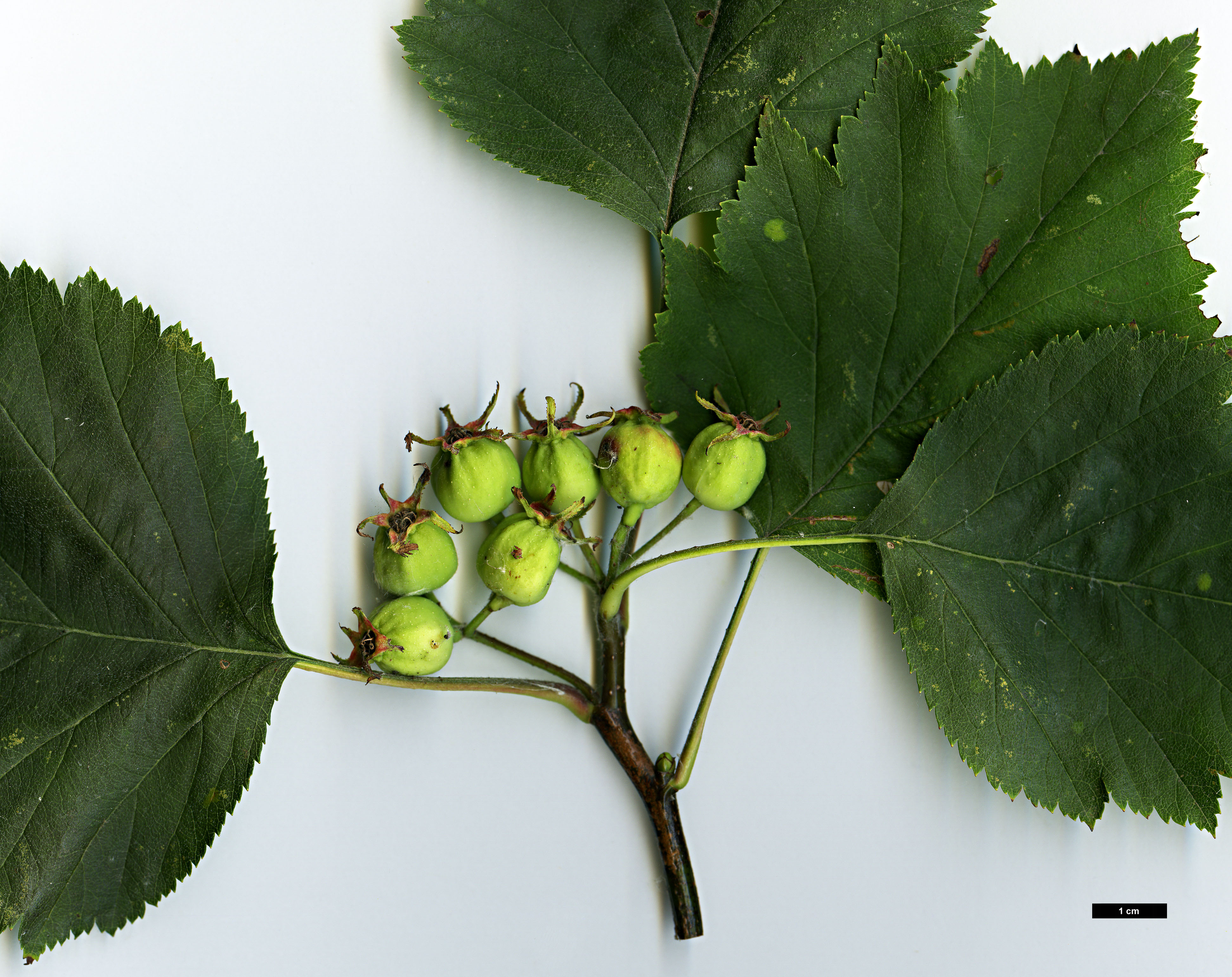 High resolution image: Family: Rosaceae - Genus: Crataegus - Taxon: irrasa