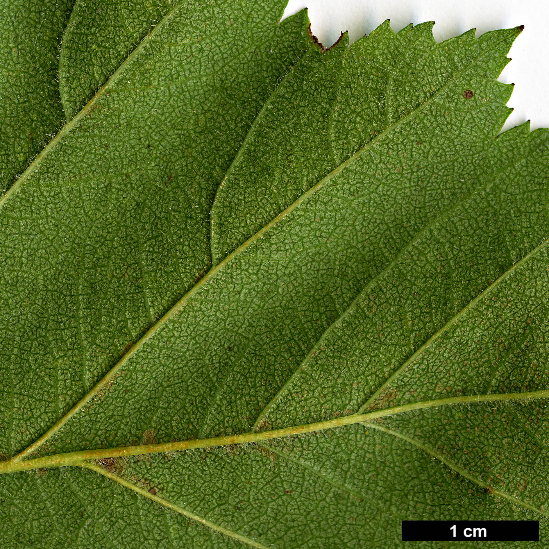 High resolution image: Family: Rosaceae - Genus: Crataegus - Taxon: jonesiae