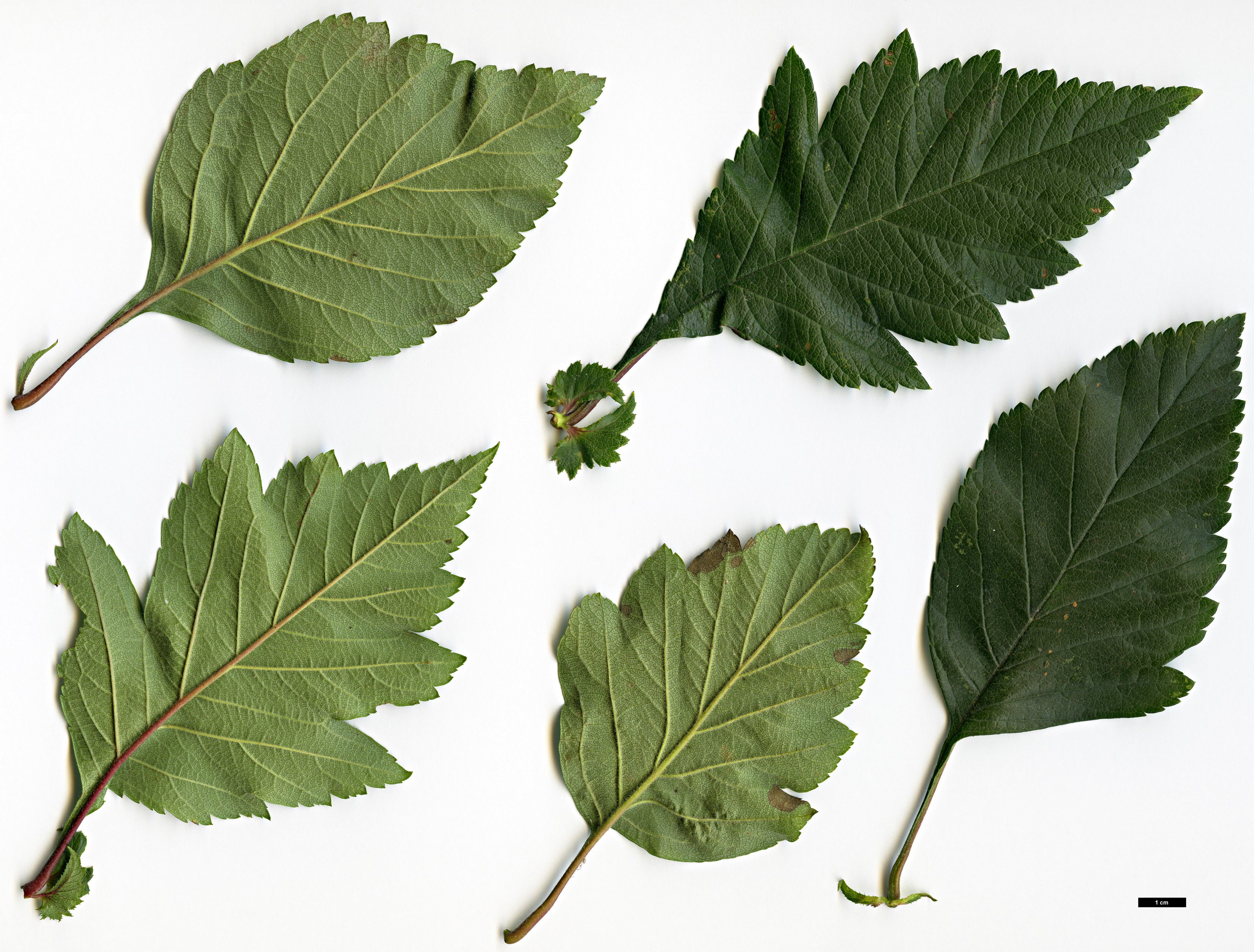High resolution image: Family: Rosaceae - Genus: Crataegus - Taxon: jozana