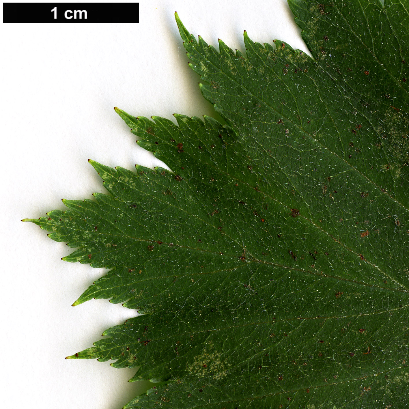 High resolution image: Family: Rosaceae - Genus: Crataegus - Taxon: kansuensis
