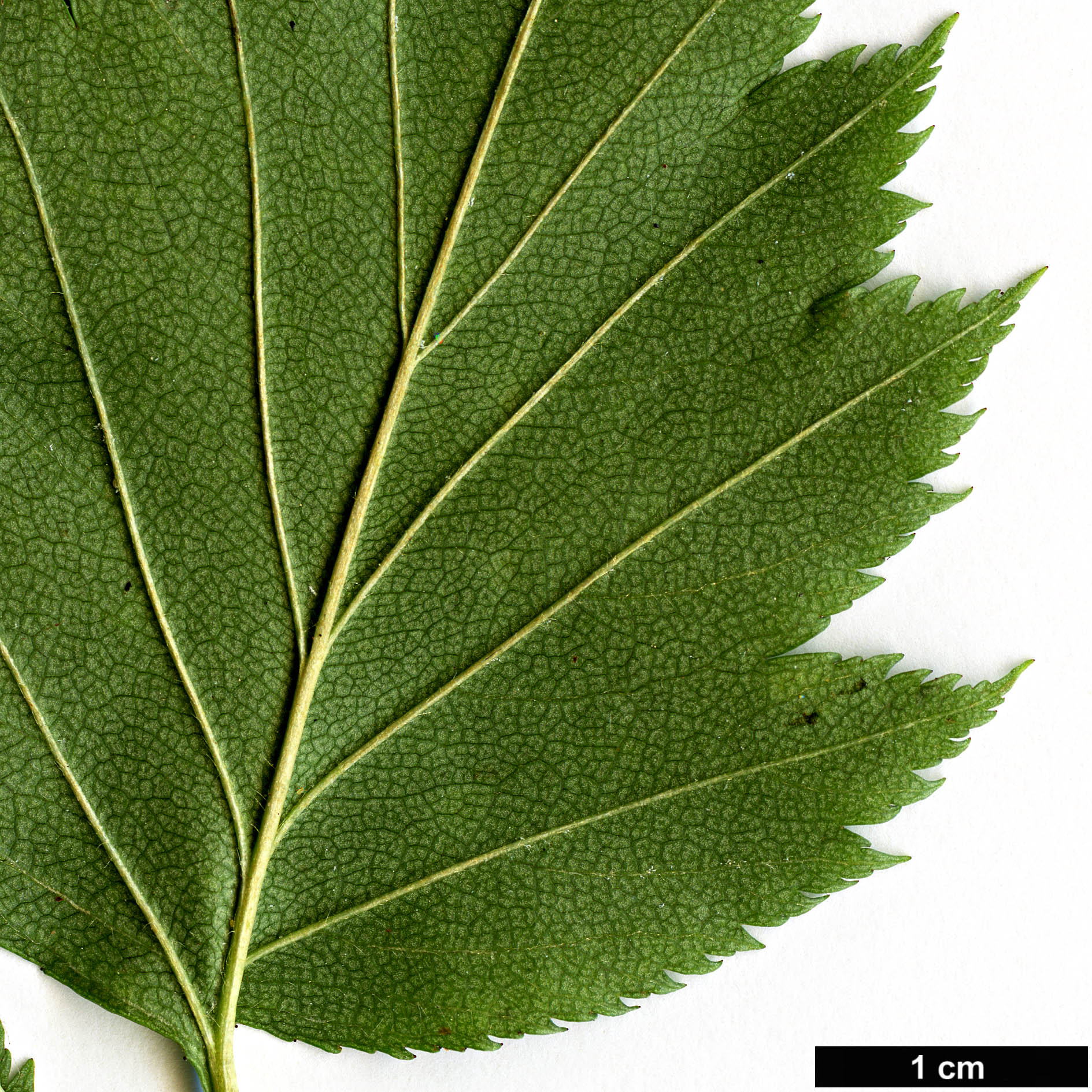 High resolution image: Family: Rosaceae - Genus: Crataegus - Taxon: kansuensis