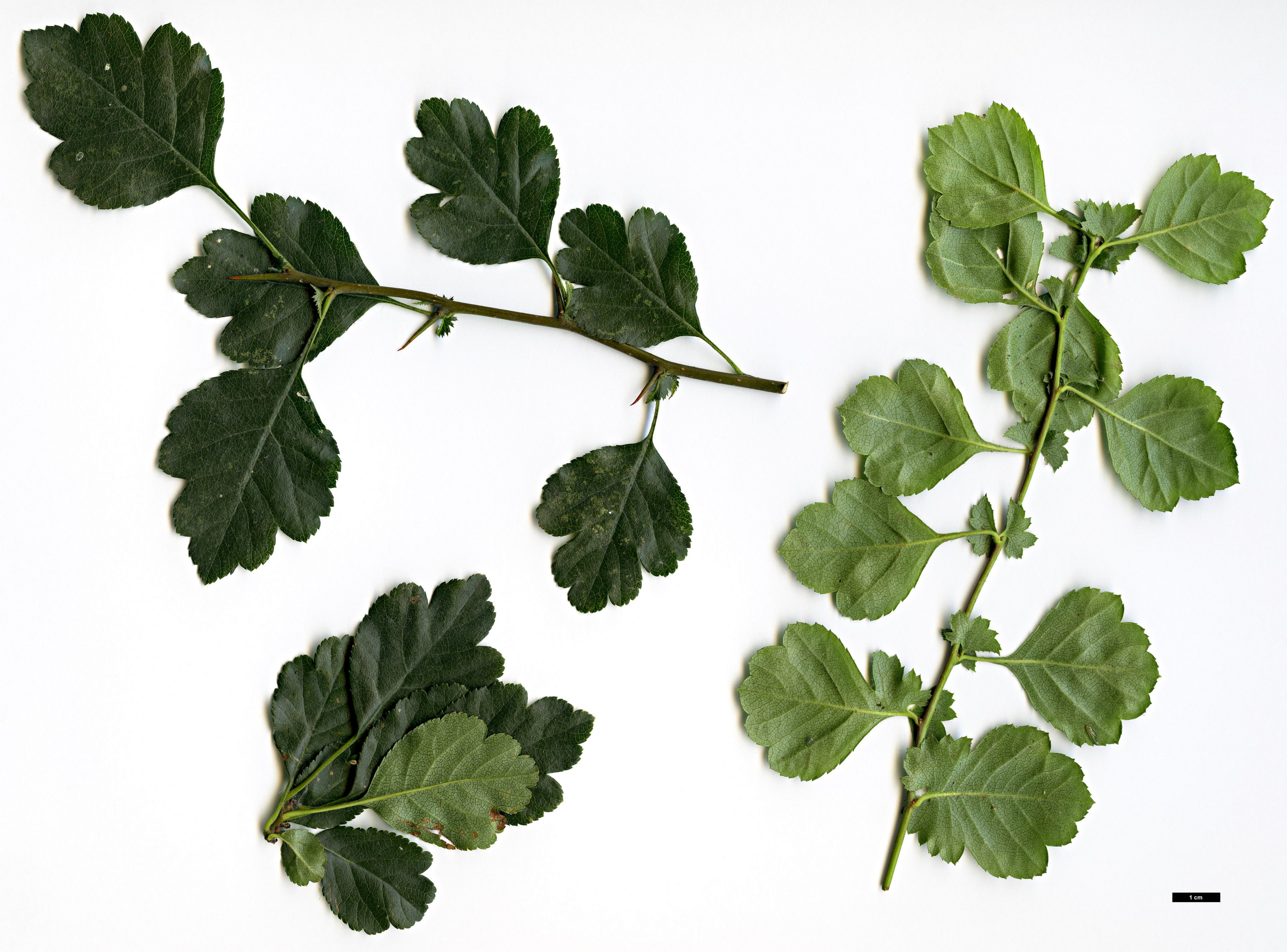 High resolution image: Family: Rosaceae - Genus: Crataegus - Taxon: laevigata
