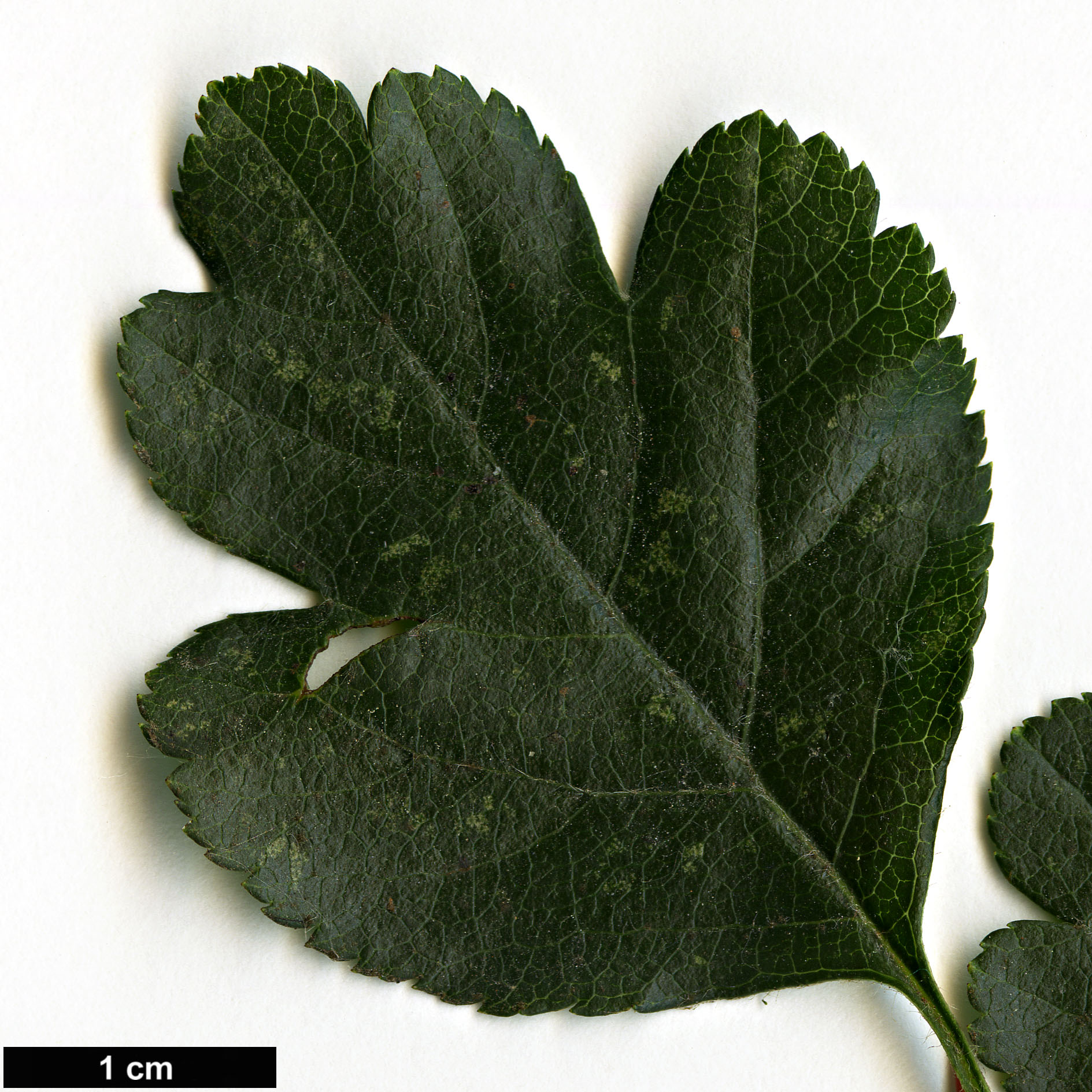 High resolution image: Family: Rosaceae - Genus: Crataegus - Taxon: laevigata