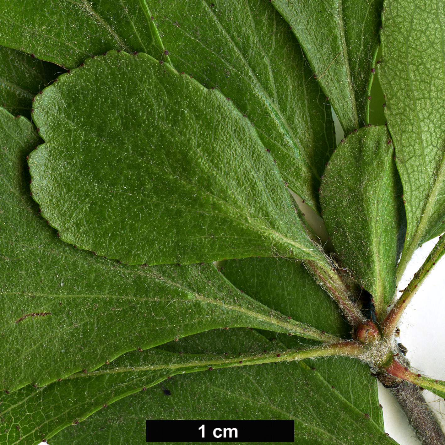 High resolution image: Family: Rosaceae - Genus: Crataegus - Taxon: lancei