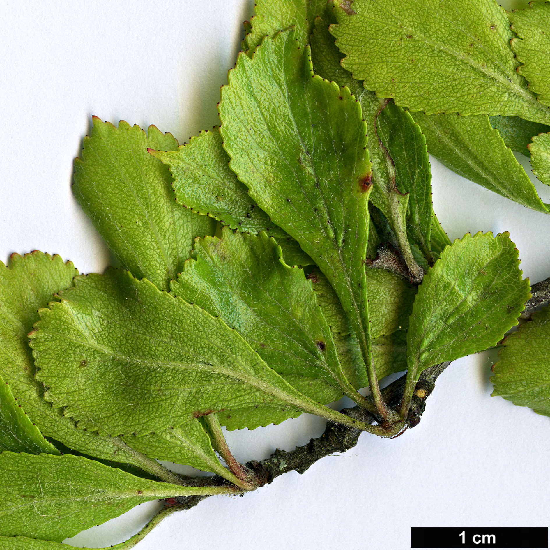 High resolution image: Family: Rosaceae - Genus: Crataegus - Taxon: lassa