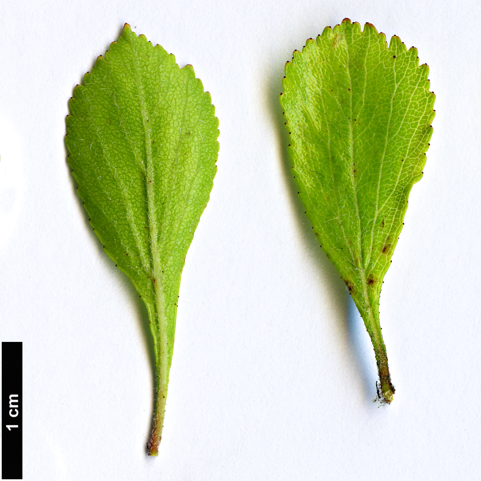 High resolution image: Family: Rosaceae - Genus: Crataegus - Taxon: lassa