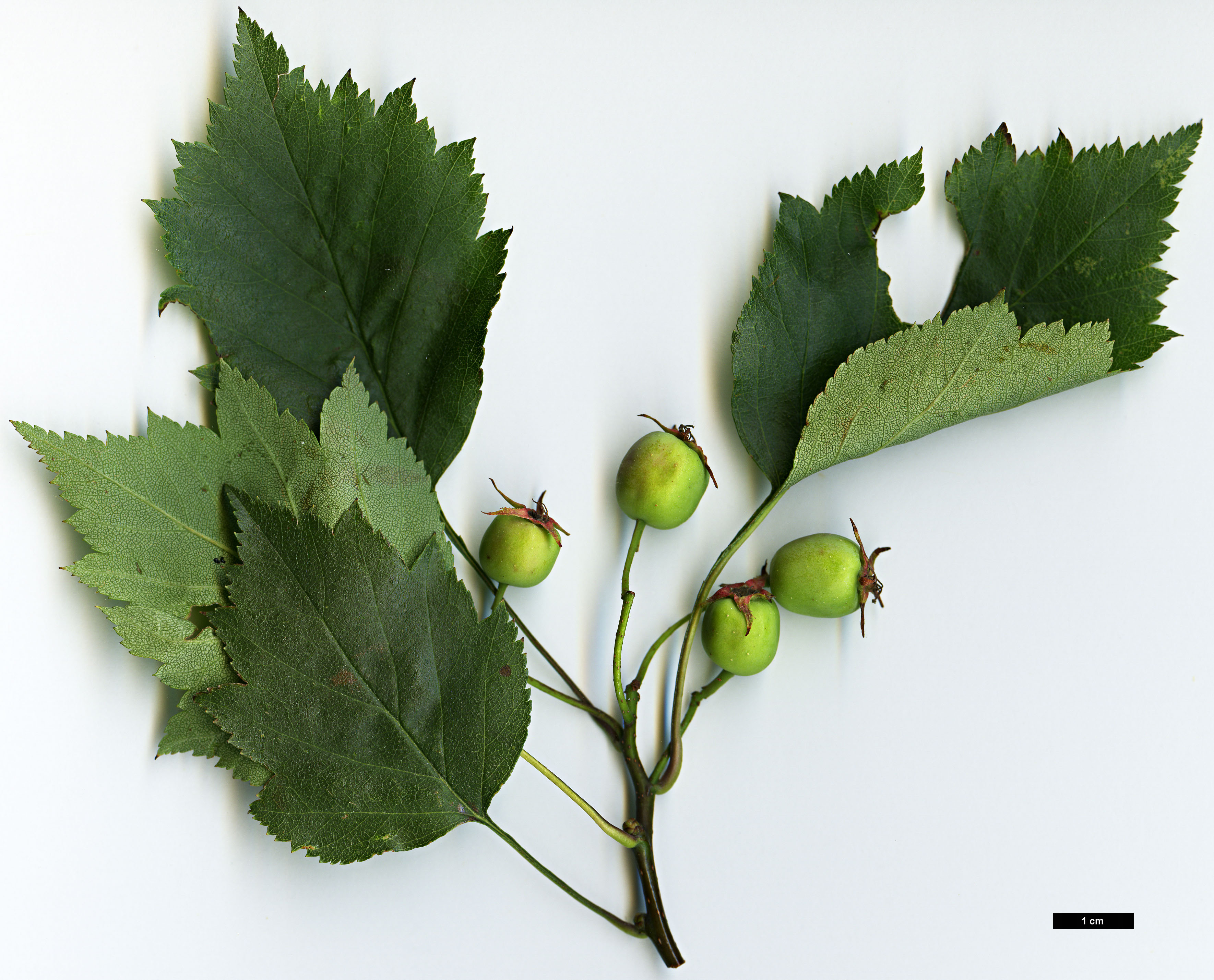 High resolution image: Family: Rosaceae - Genus: Crataegus - Taxon: macrosperma
