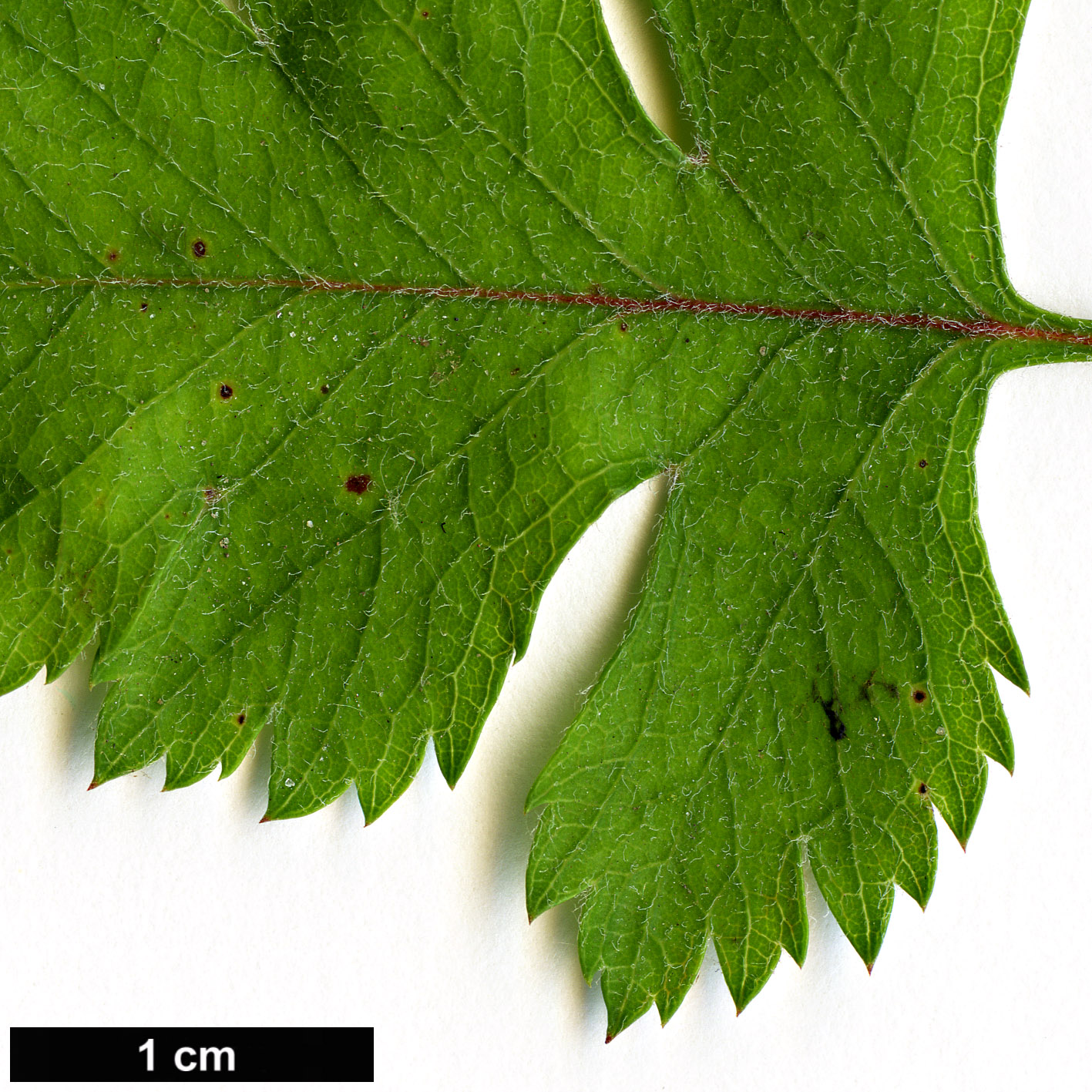 High resolution image: Family: Rosaceae - Genus: Crataegus - Taxon: marshallii