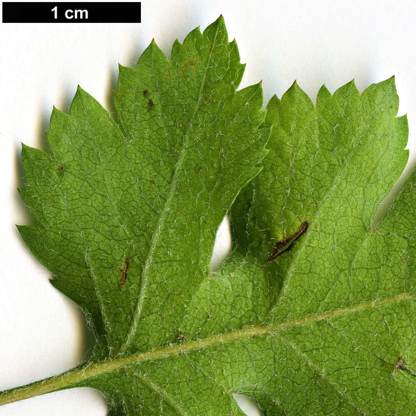 High resolution image: Family: Rosaceae - Genus: Crataegus - Taxon: marshallii