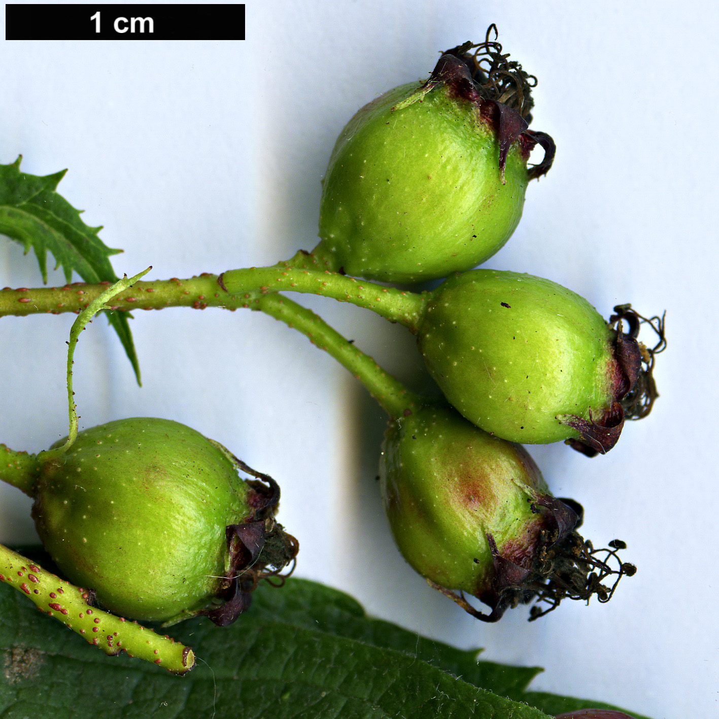 High resolution image: Family: Rosaceae - Genus: Crataegus - Taxon: maximowiczii