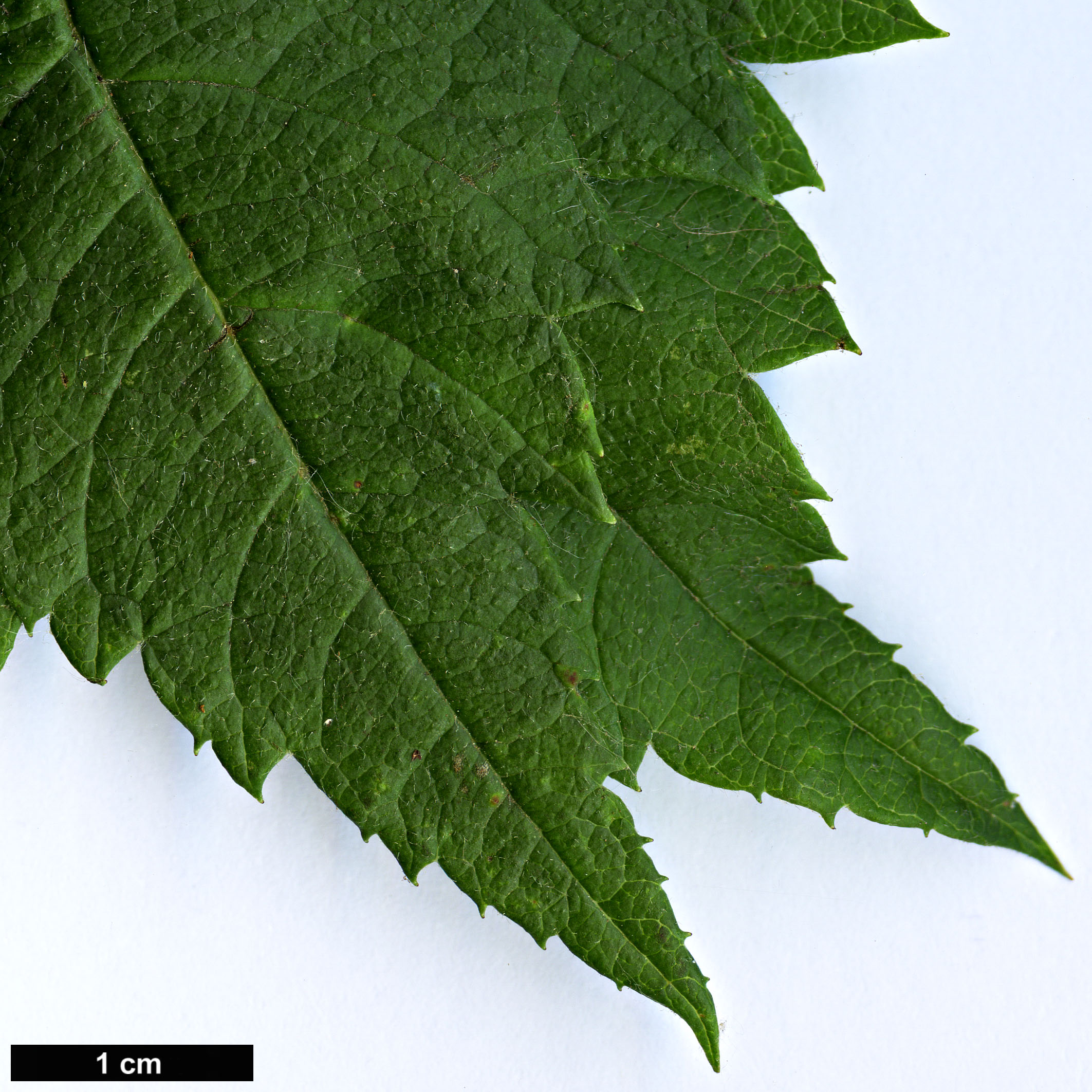 High resolution image: Family: Rosaceae - Genus: Crataegus - Taxon: maximowiczii