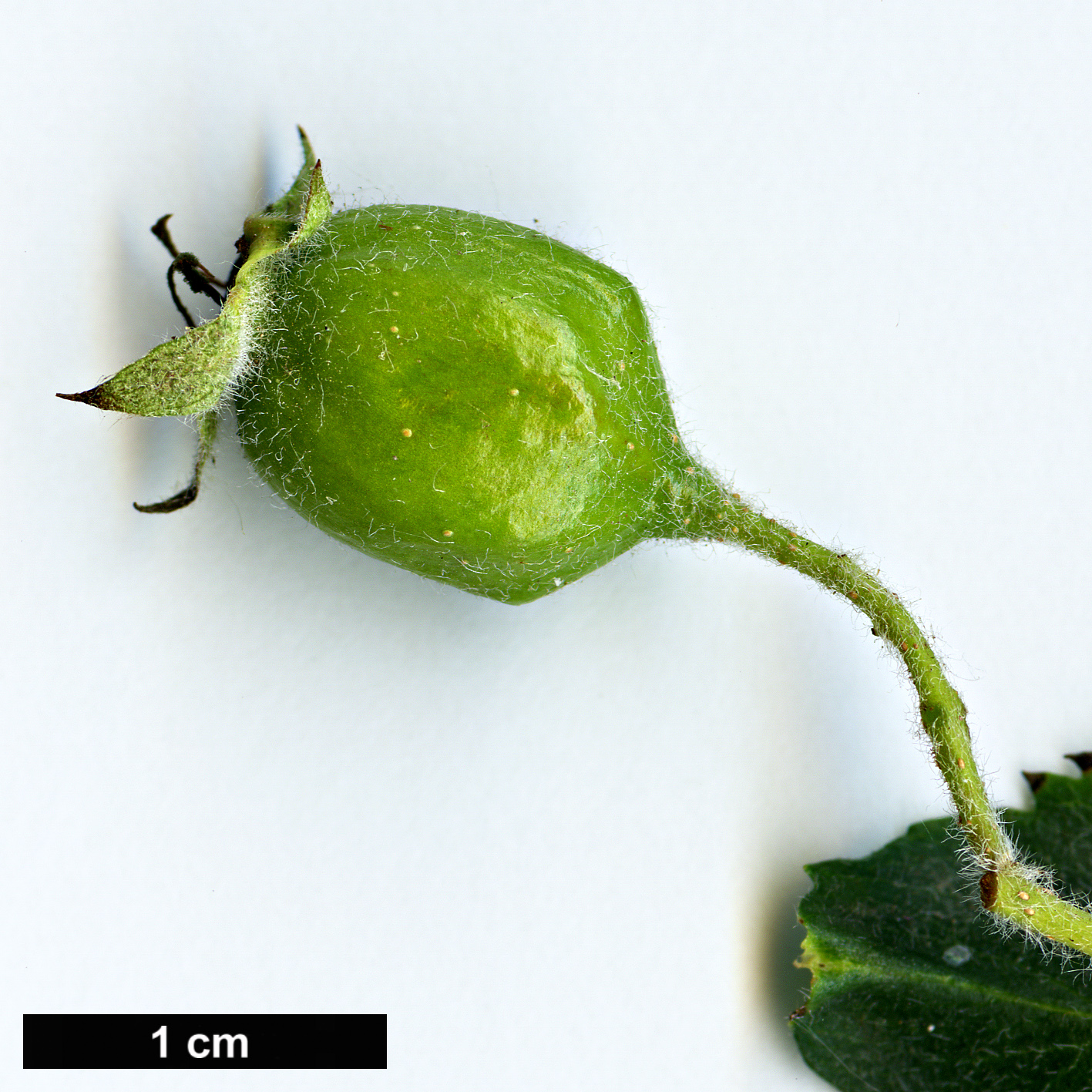 High resolution image: Family: Rosaceae - Genus: Crataegus - Taxon: meyeri