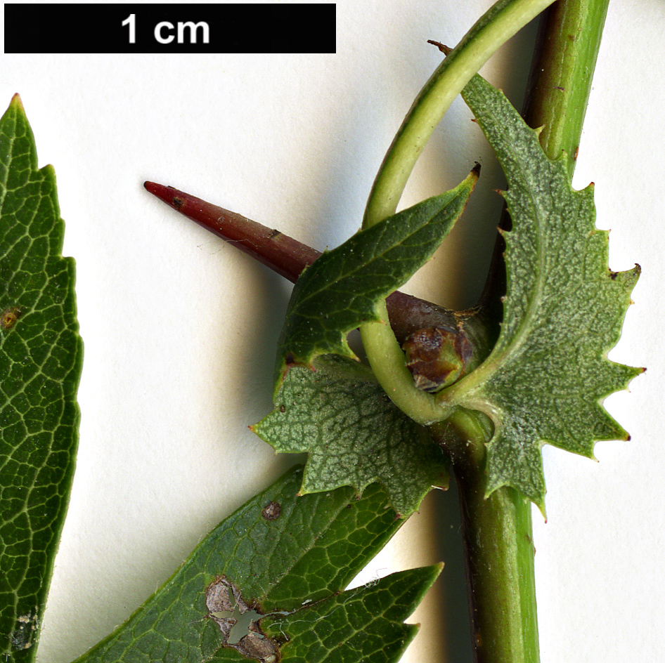 High resolution image: Family: Rosaceae - Genus: Crataegus - Taxon: microphylla