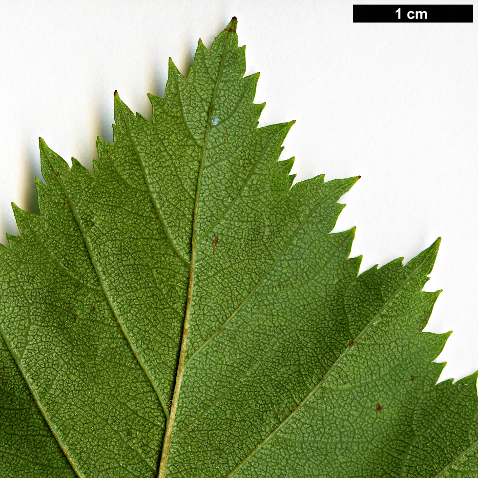 High resolution image: Family: Rosaceae - Genus: Crataegus - Taxon: mollis