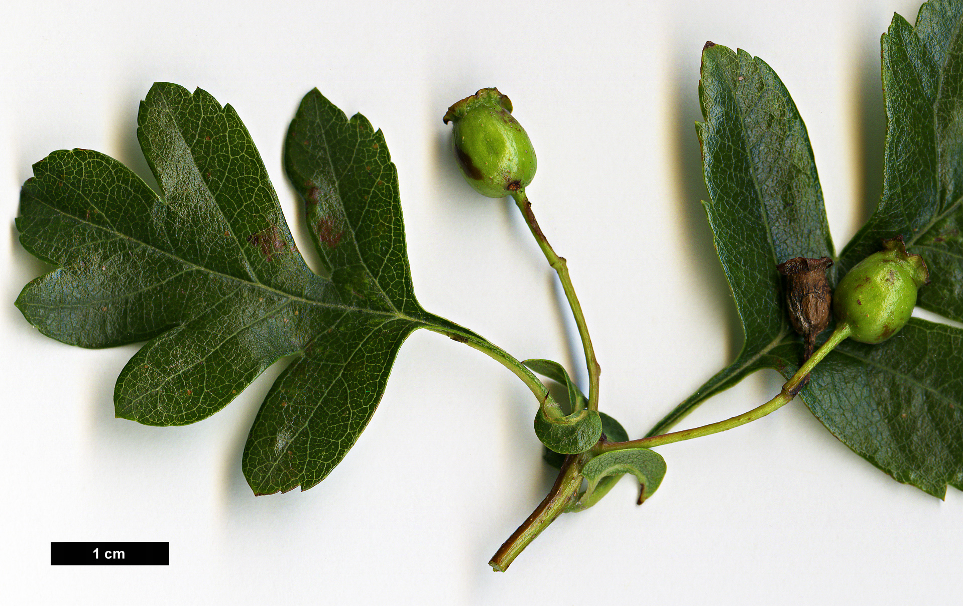 High resolution image: Family: Rosaceae - Genus: Crataegus - Taxon: monogyna