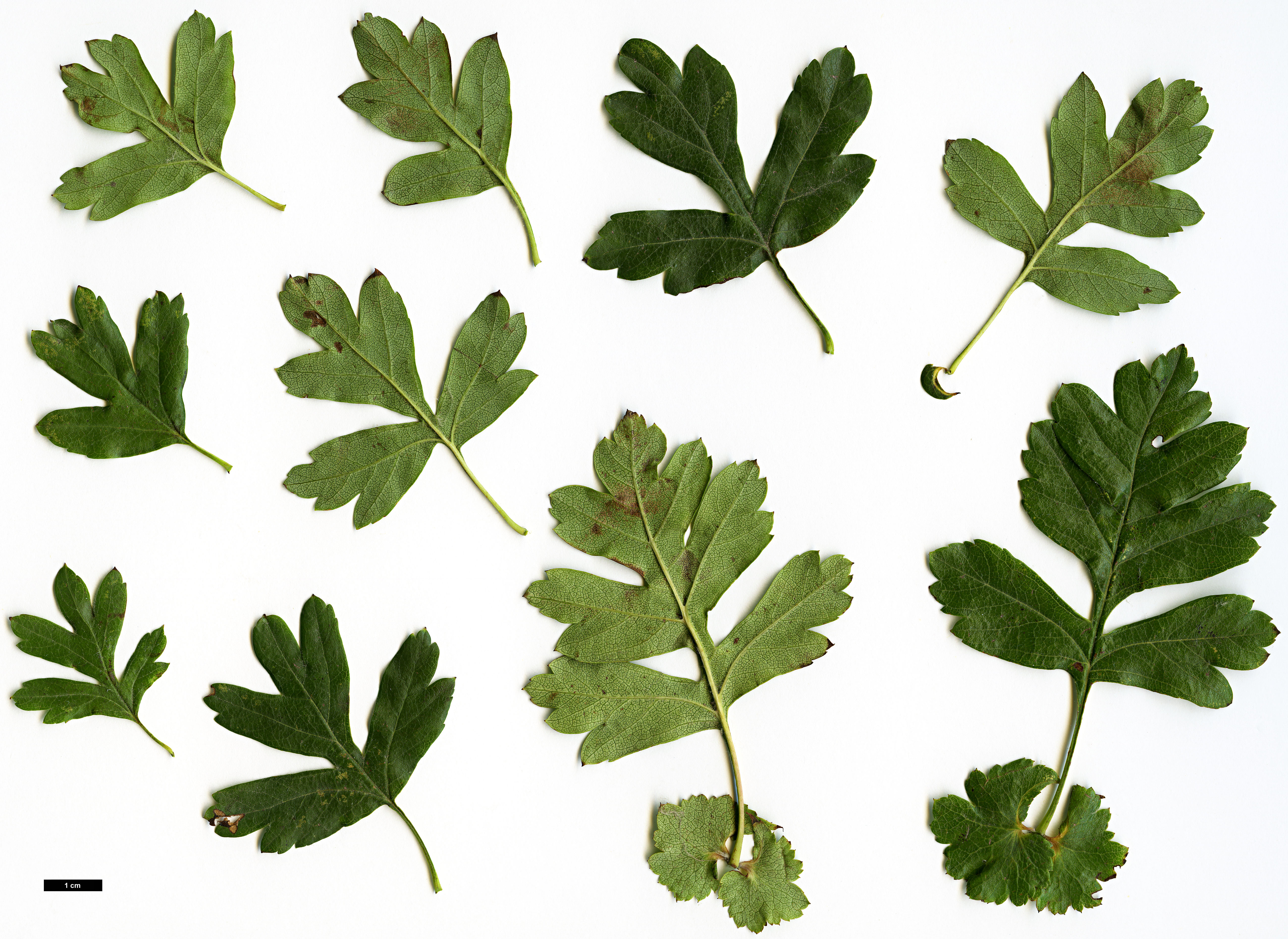 High resolution image: Family: Rosaceae - Genus: Crataegus - Taxon: monogyna