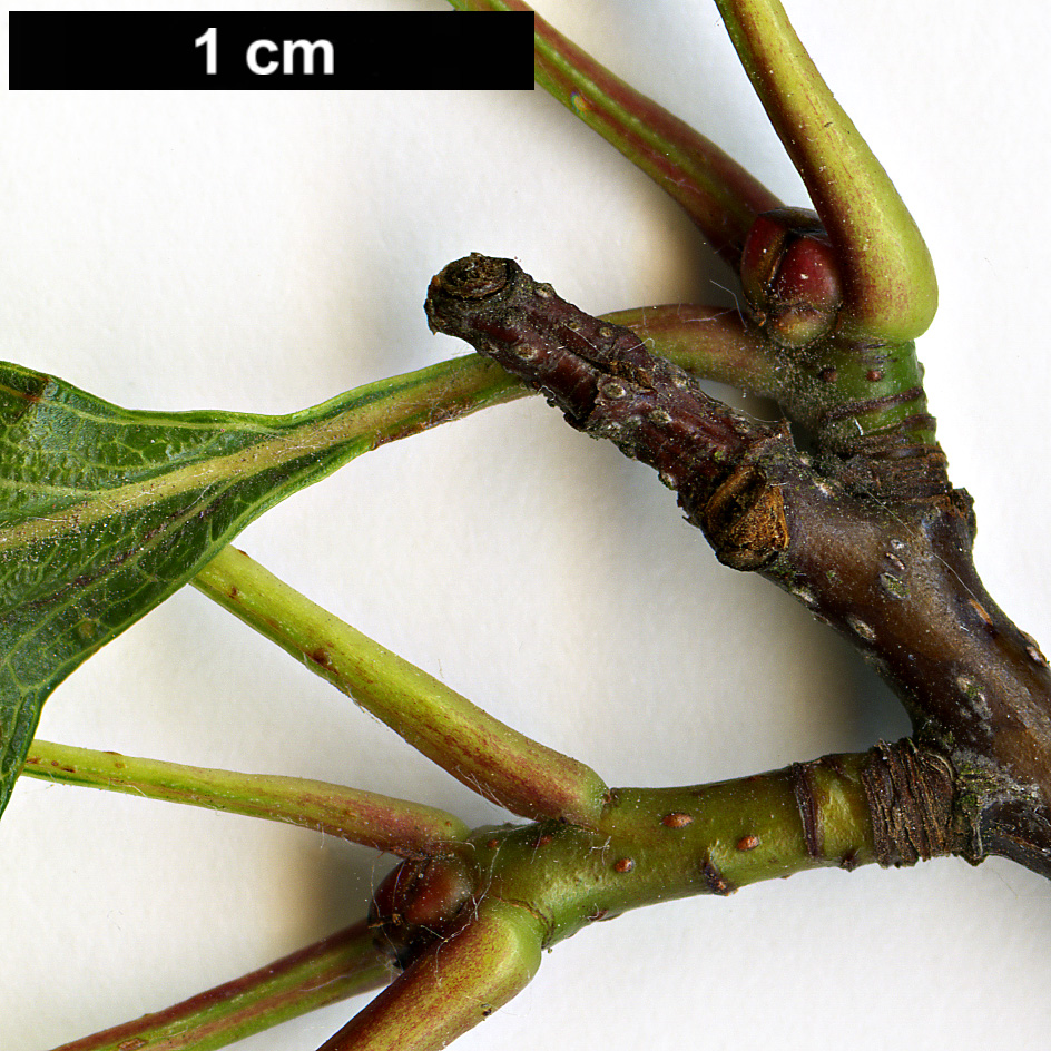 High resolution image: Family: Rosaceae - Genus: Crataegus - Taxon: nitida