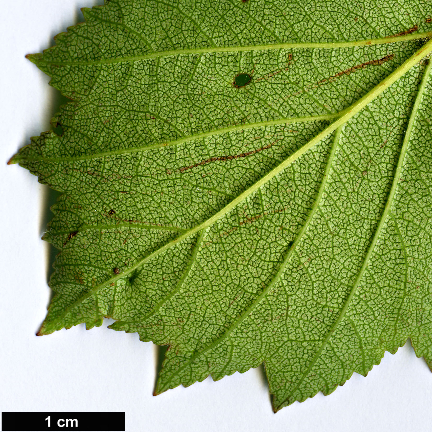 High resolution image: Family: Rosaceae - Genus: Crataegus - Taxon: okanaganensis