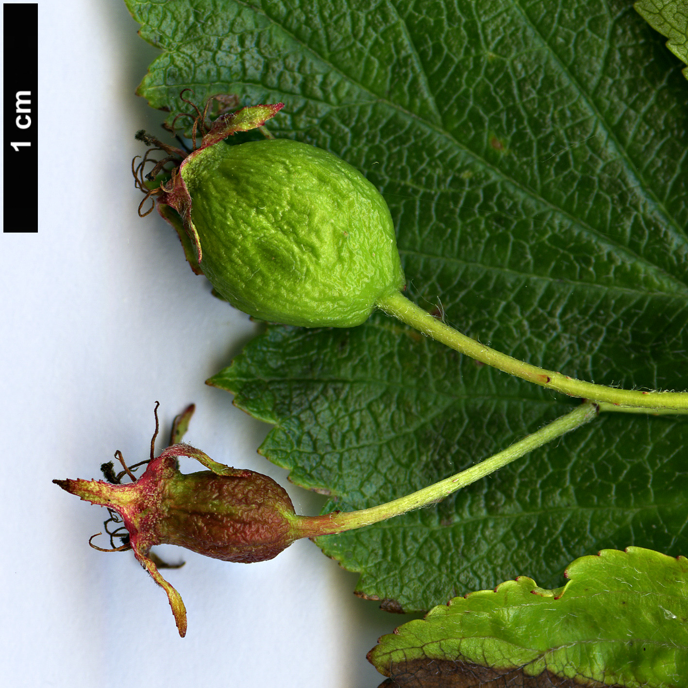 High resolution image: Family: Rosaceae - Genus: Crataegus - Taxon: okanaganensis