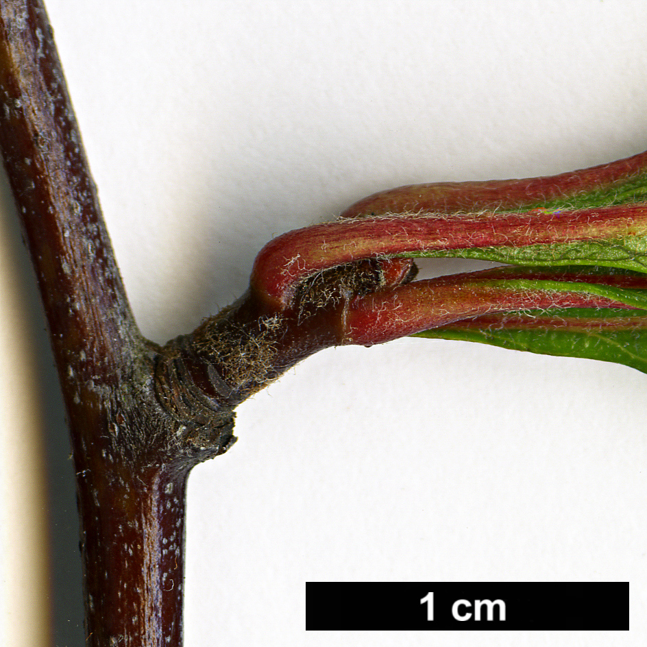 High resolution image: Family: Rosaceae - Genus: Crataegus - Taxon: opaca