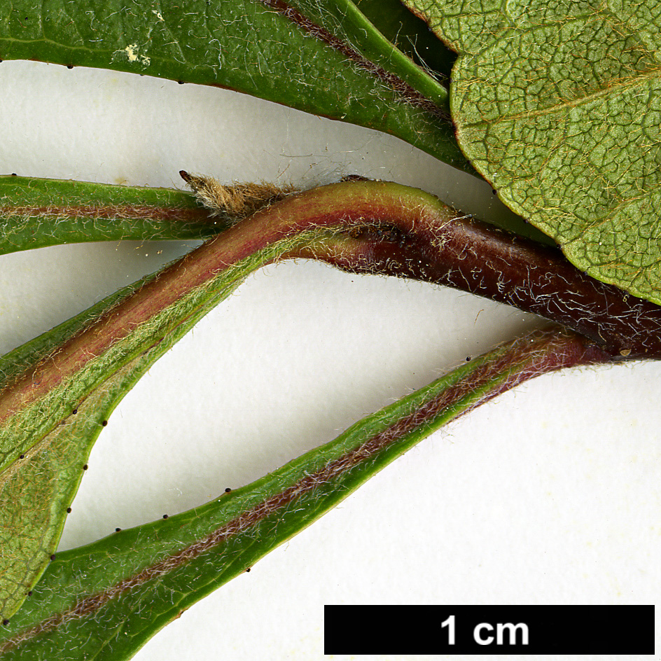 High resolution image: Family: Rosaceae - Genus: Crataegus - Taxon: opaca