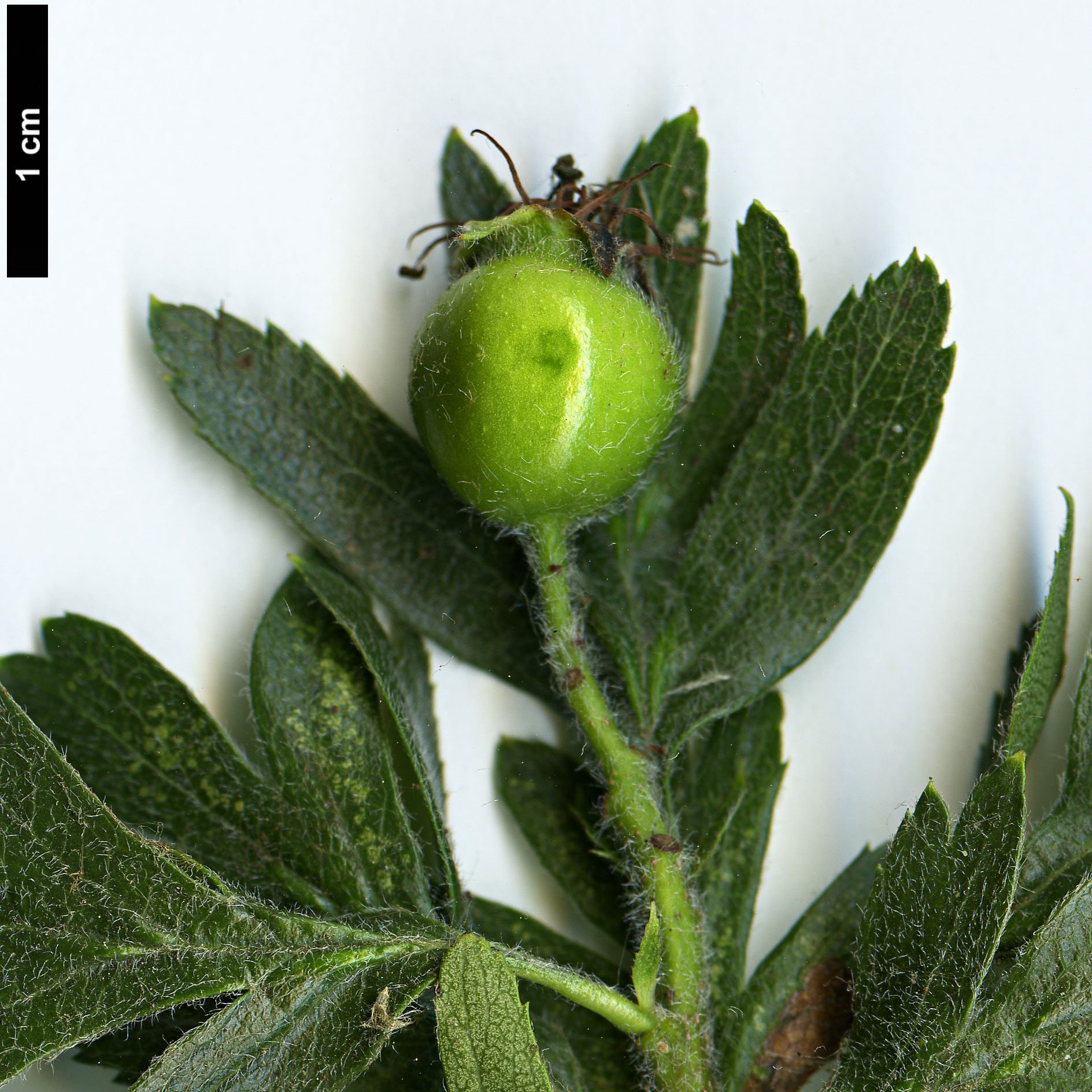 High resolution image: Family: Rosaceae - Genus: Crataegus - Taxon: orientalis
