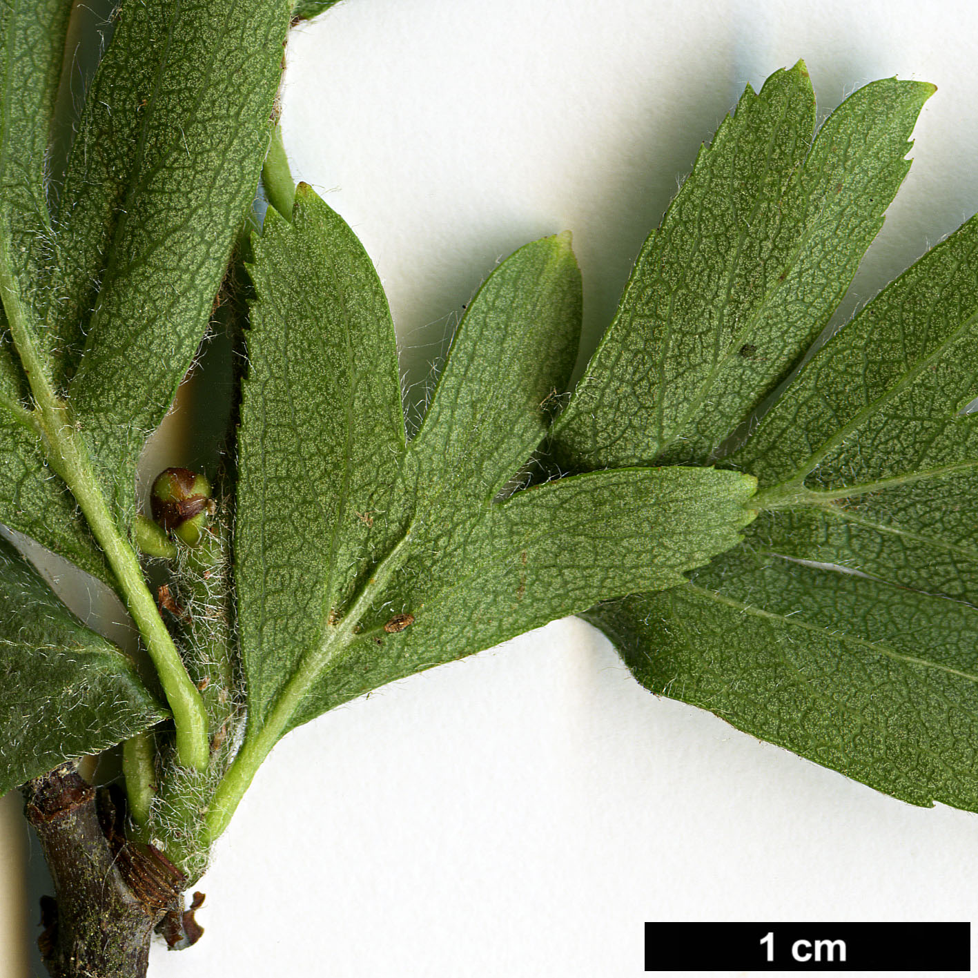 High resolution image: Family: Rosaceae - Genus: Crataegus - Taxon: orientalis