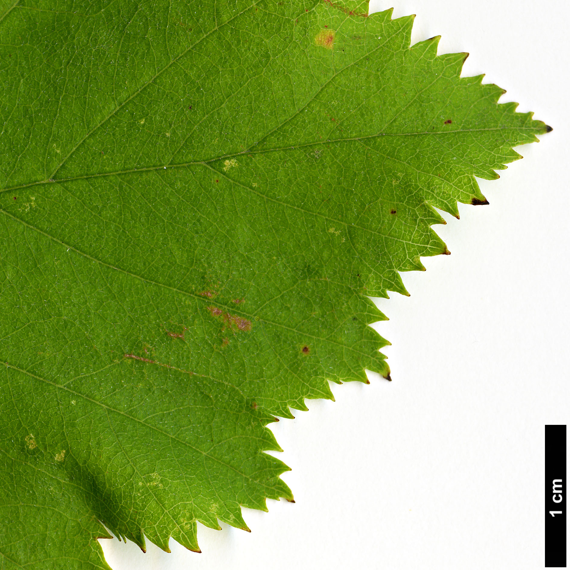 High resolution image: Family: Rosaceae - Genus: Crataegus - Taxon: pedicellata