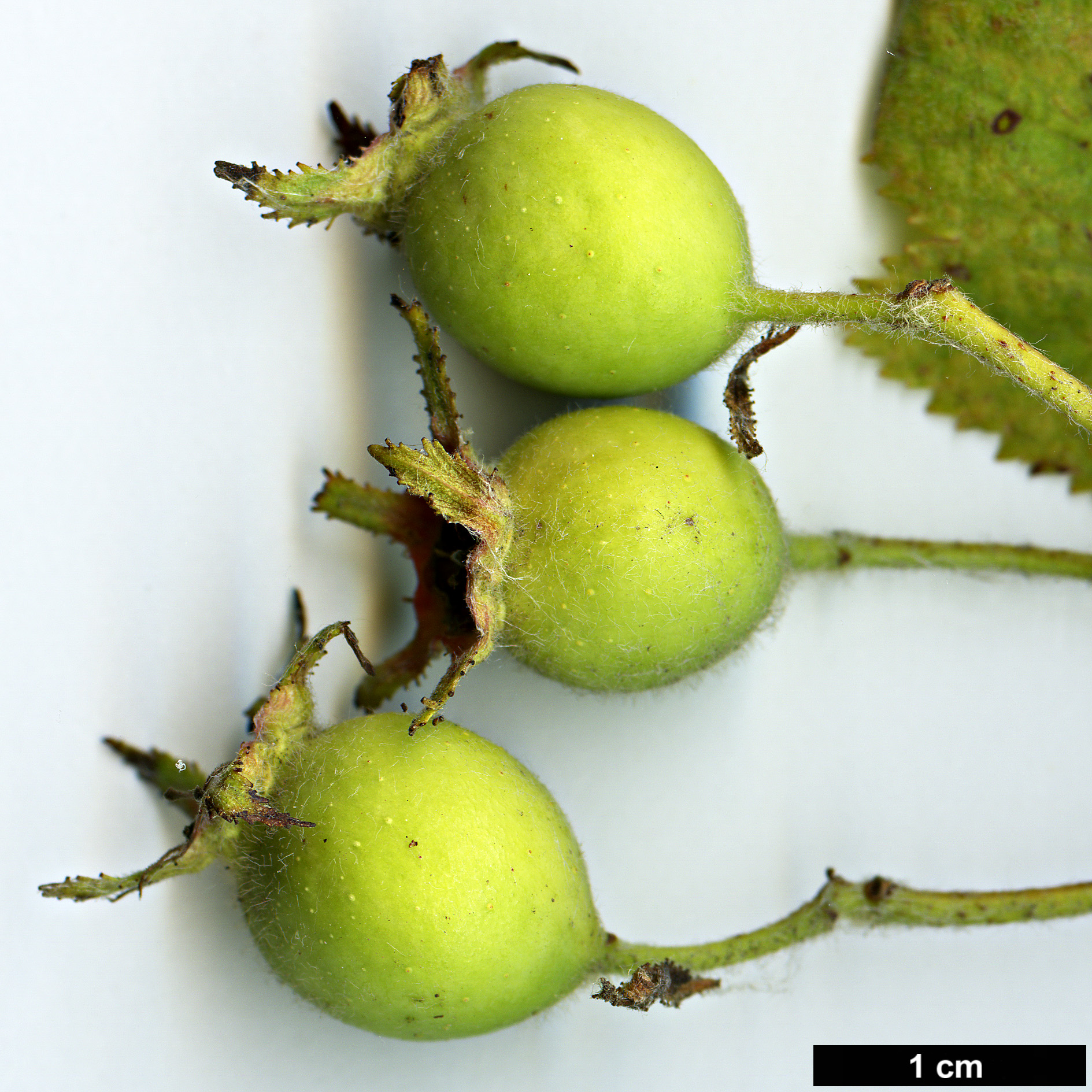 High resolution image: Family: Rosaceae - Genus: Crataegus - Taxon: pennsylvanica